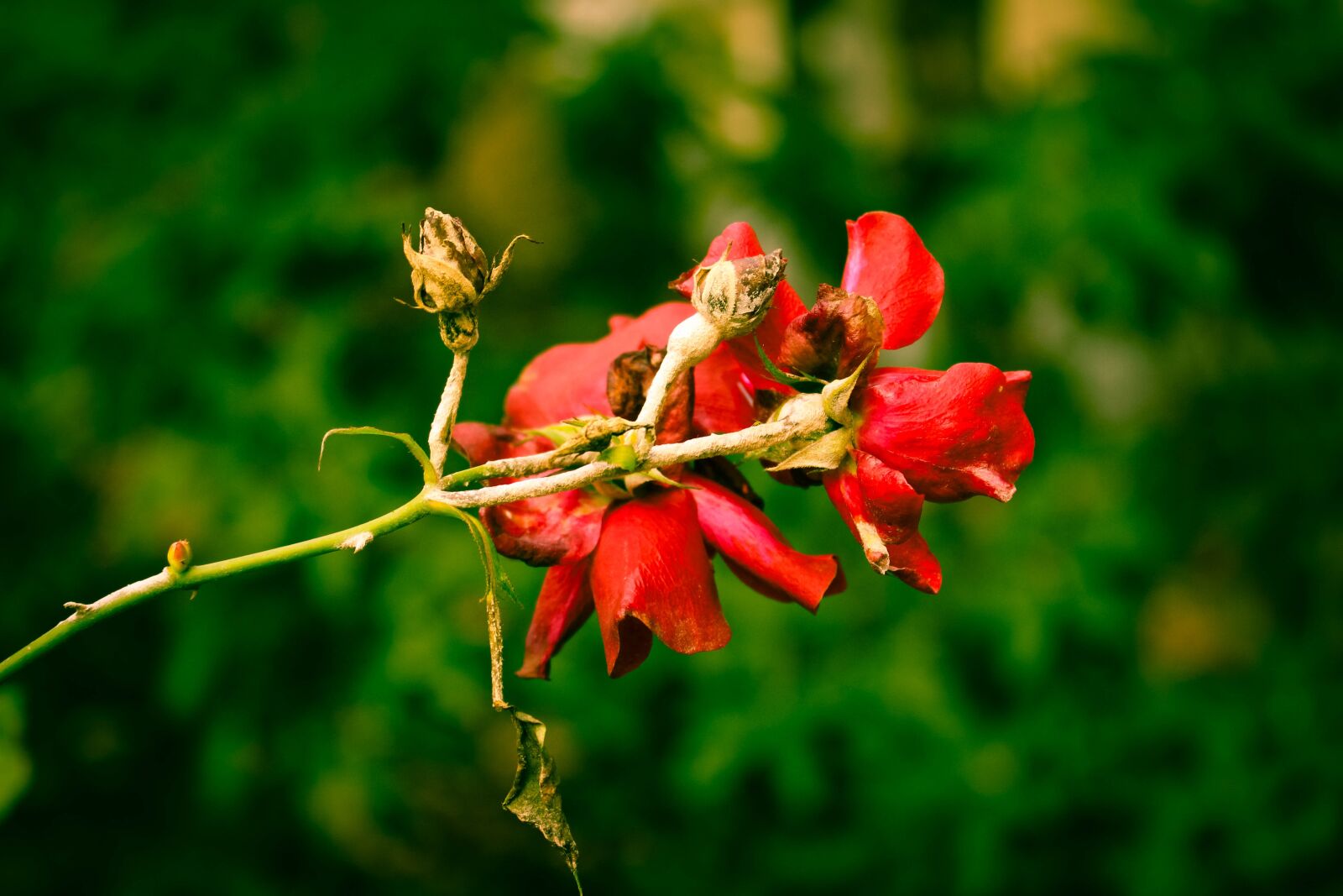 Canon EOS 700D (EOS Rebel T5i / EOS Kiss X7i) sample photo. Rose, red, withered photography