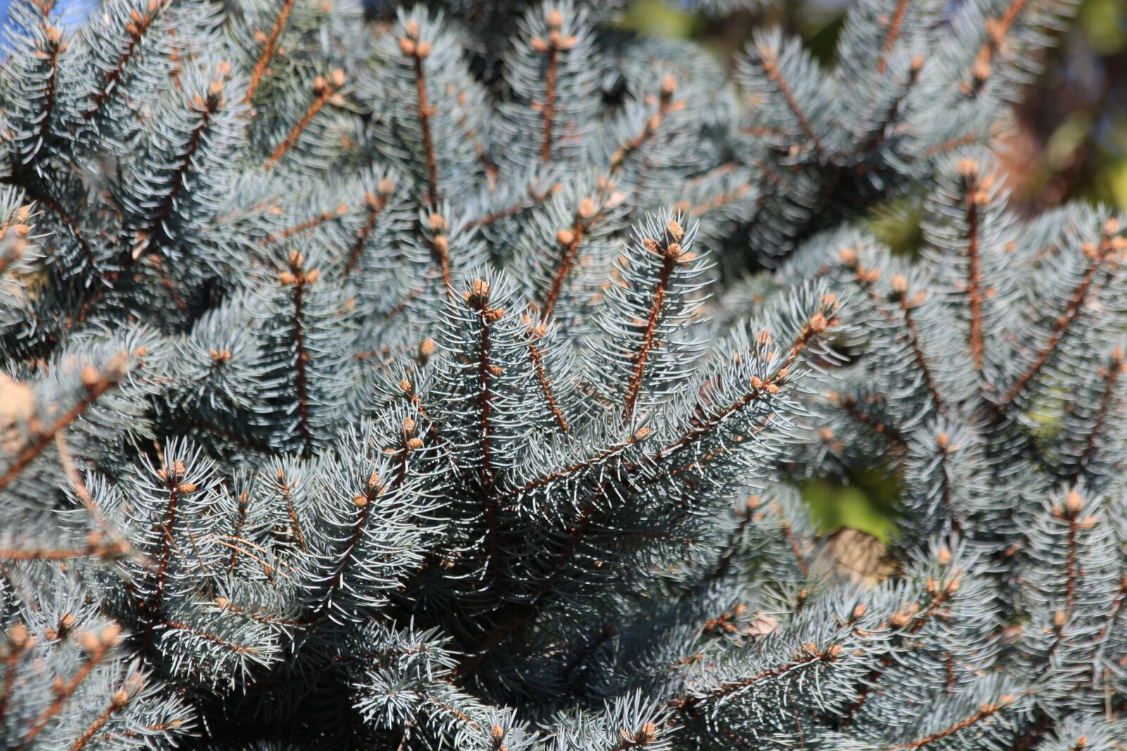 Canon EOS 650D (EOS Rebel T4i / EOS Kiss X6i) sample photo. Spruce, blue spruce, tree photography