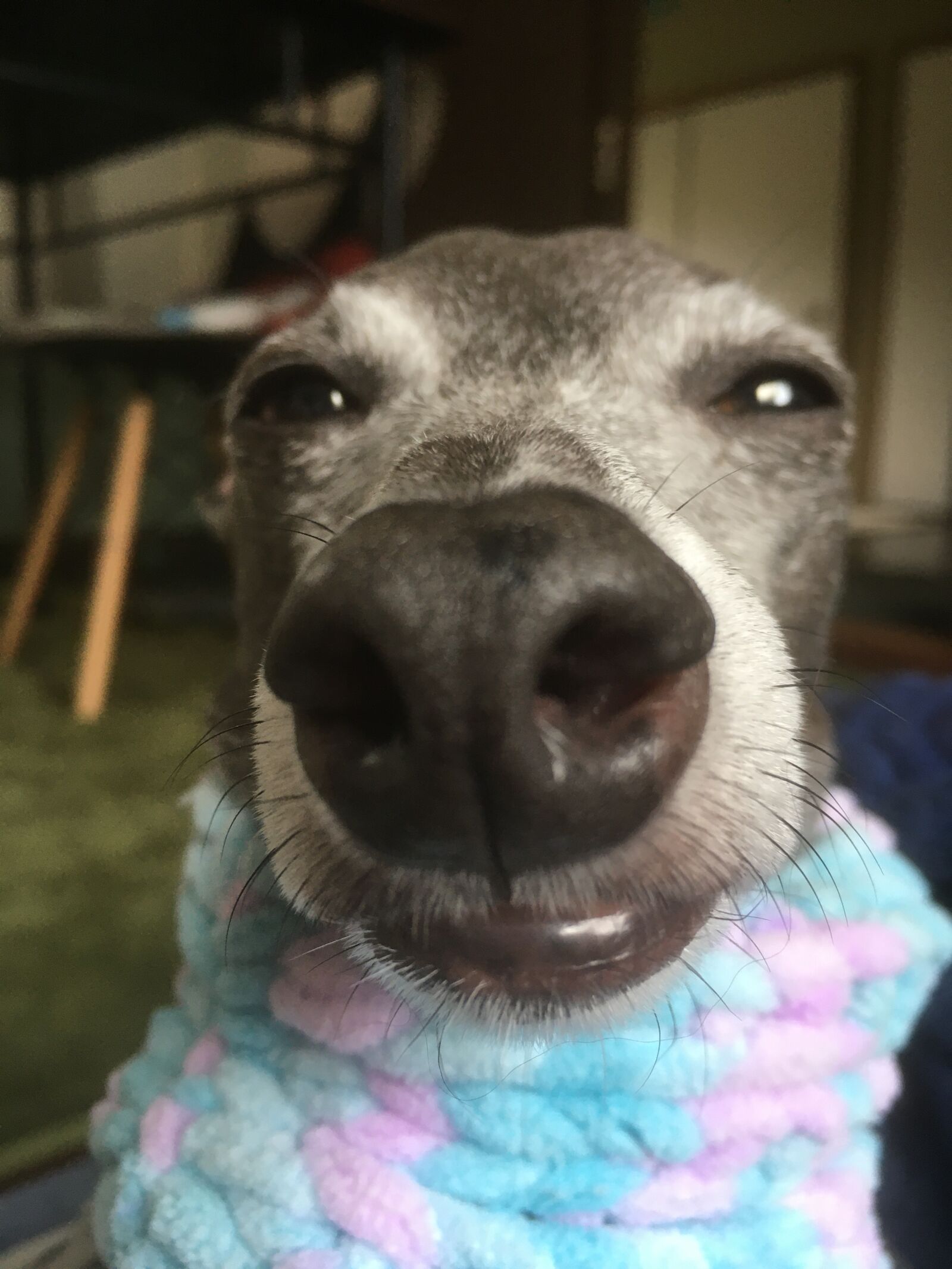iPhone SE back camera 4.15mm f/2.2 sample photo. Dog, italian greyhound, animal photography