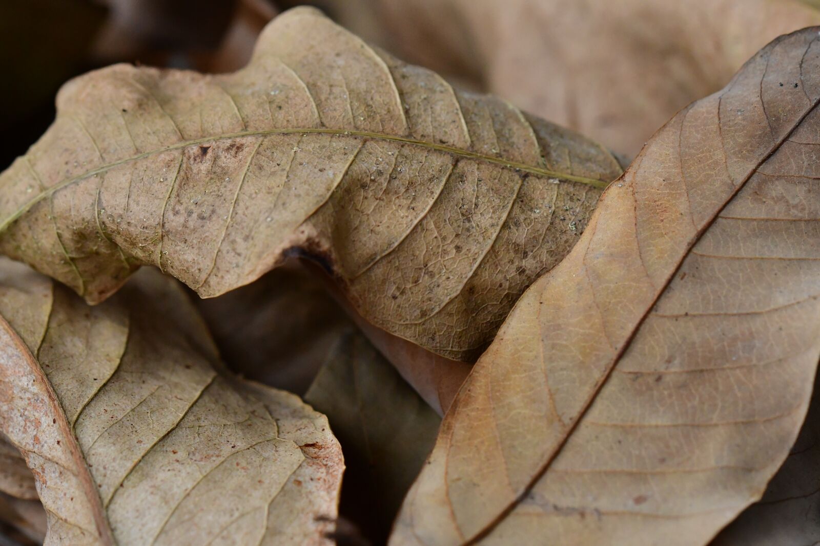 Nikon D500 sample photo. Dry leaves, dried, dull photography