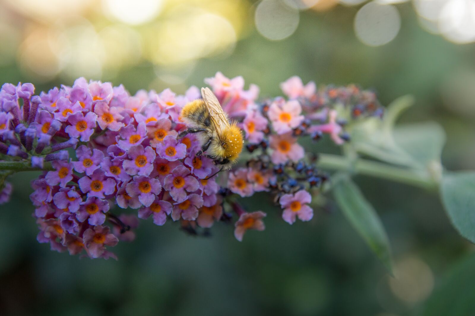 Sony SLT-A77 sample photo. Hummel, flower, blossom photography