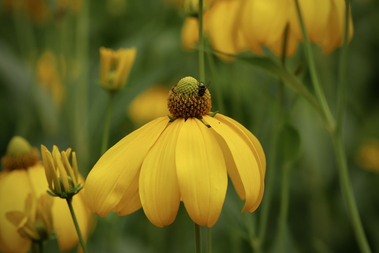 Canon EOS 800D (EOS Rebel T7i / EOS Kiss X9i) sample photo. Rudbeckia, autumn sun, flowers photography