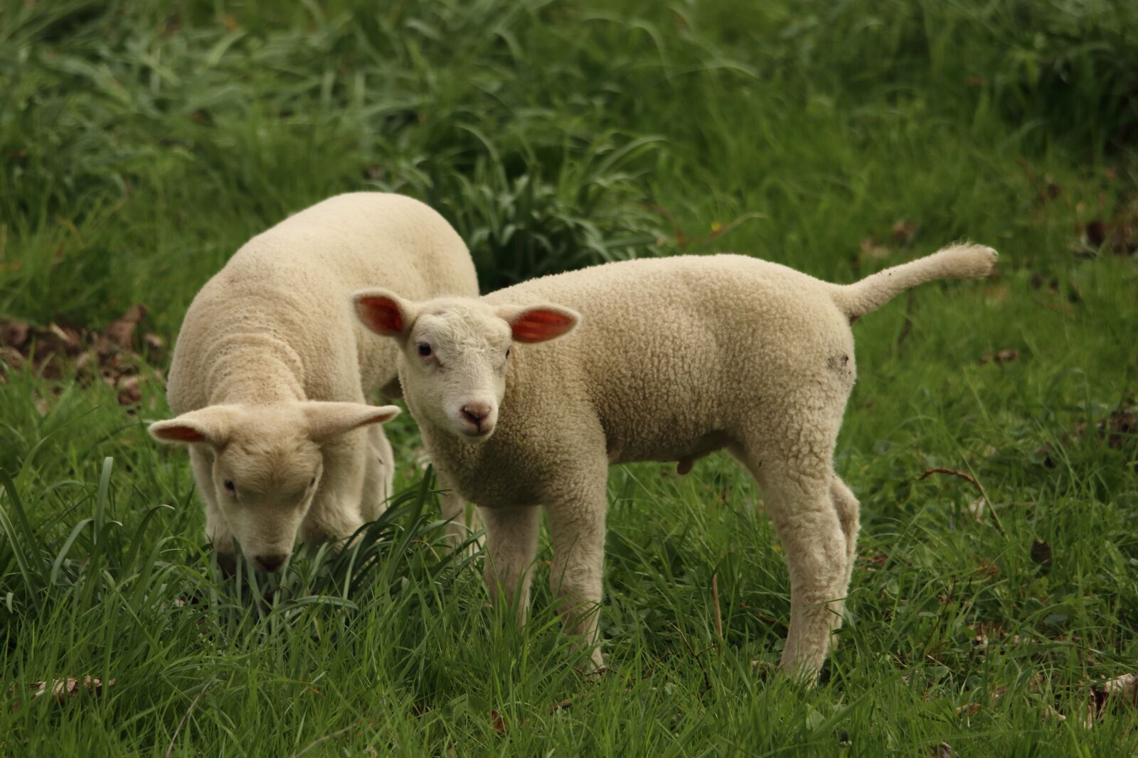 Canon EOS 80D sample photo. Lamb, sheep, animal photography