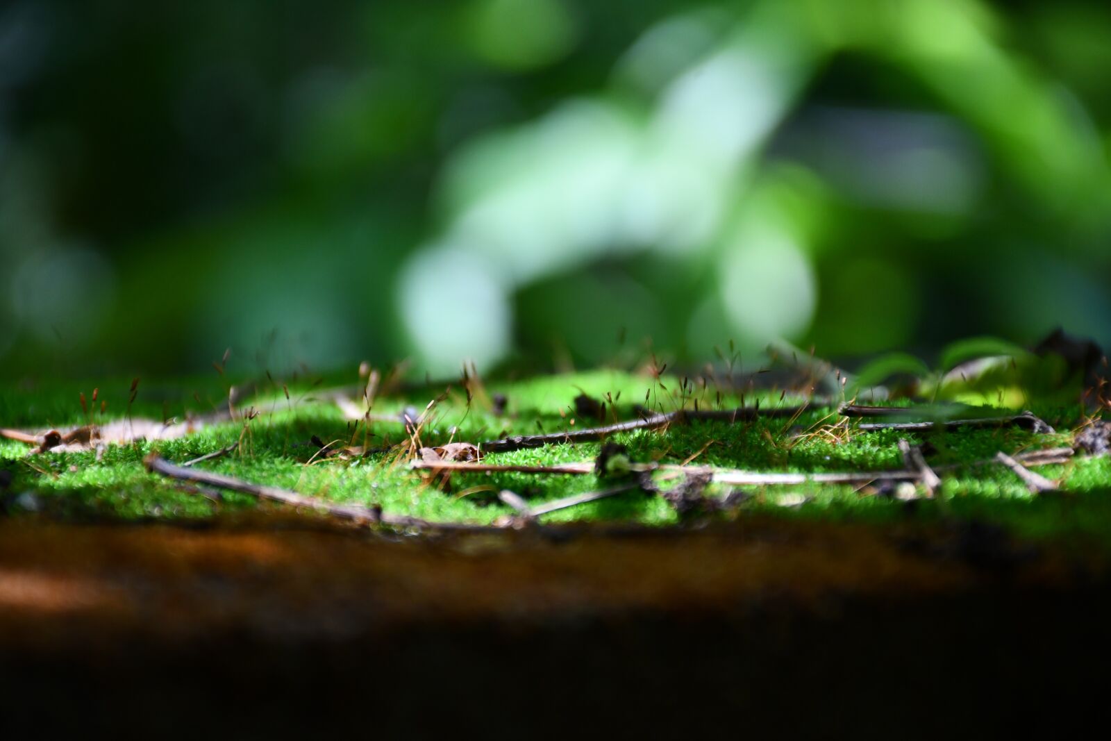 Nikon D7500 sample photo. Grass, ferns, plant photography