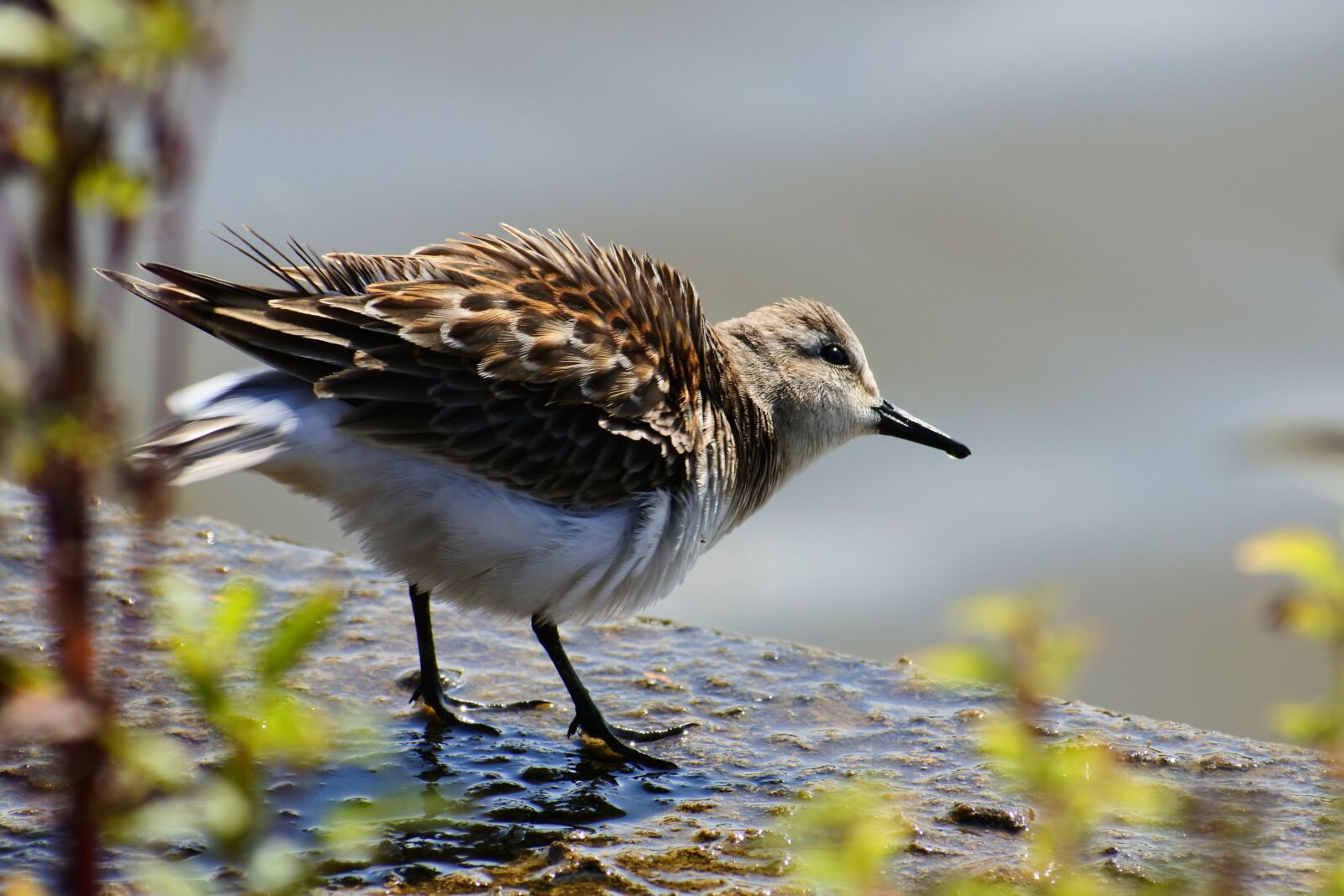 VR 70-300mm f/4.5-6.3G sample photo. Animal, river, waterside photography