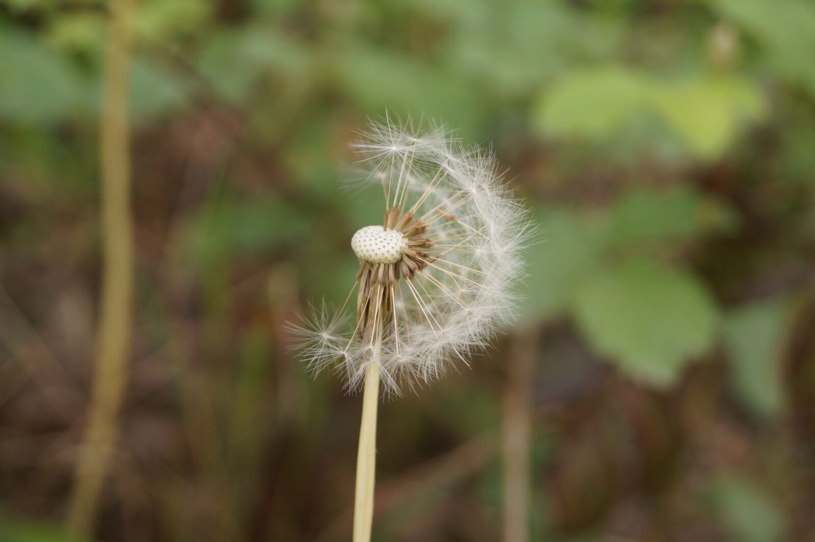 Sony DT 18-55mm F3.5-5.6 SAM II sample photo. Dandelion, common dandelion, taraxacum photography