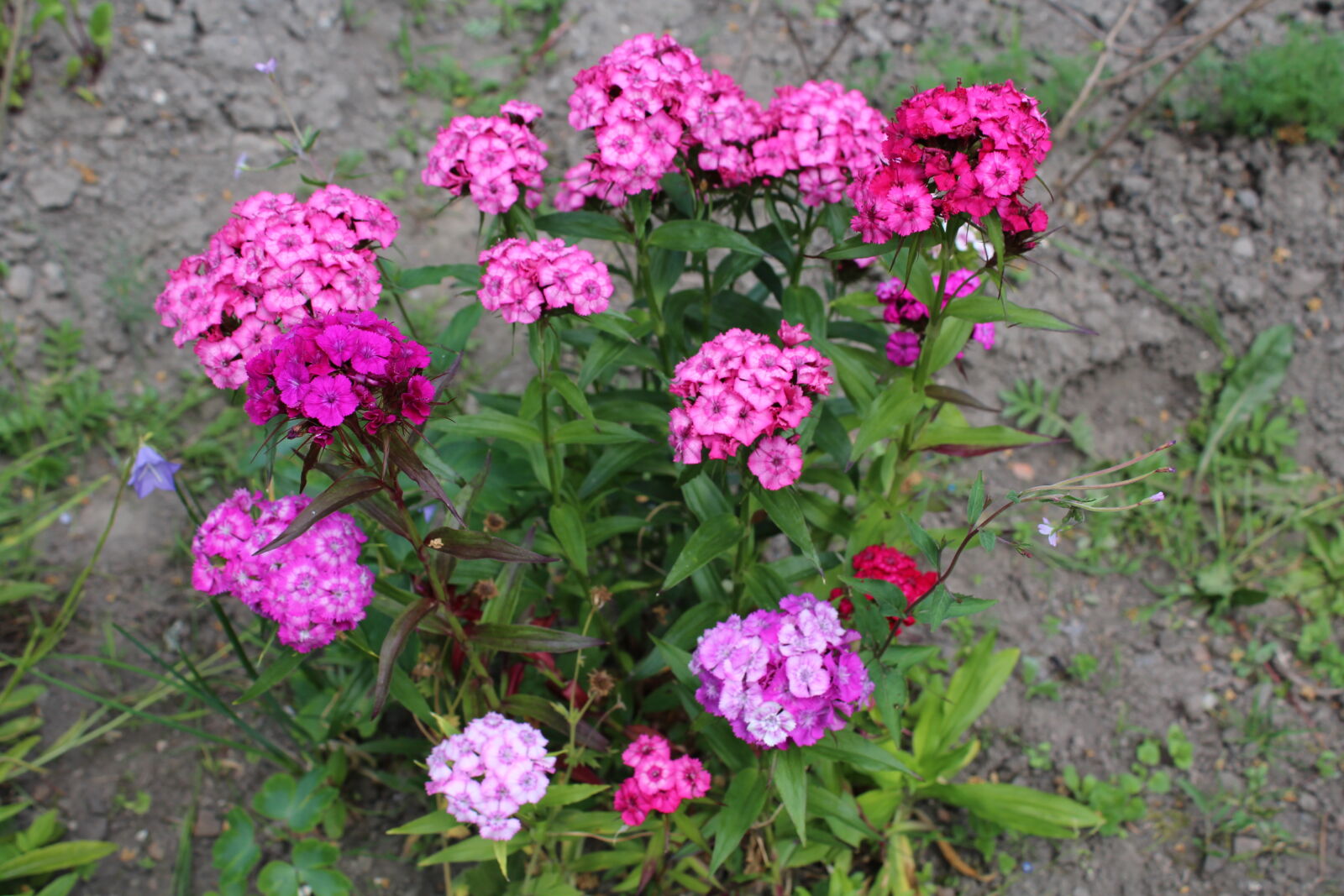 Canon EOS 1200D (EOS Rebel T5 / EOS Kiss X70 / EOS Hi) sample photo. Flower, flowers, nature photography