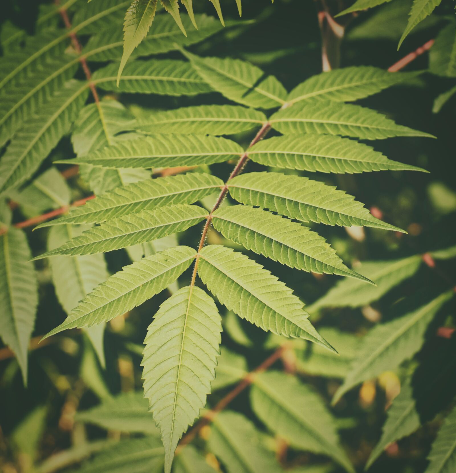 Nikon D7200 sample photo. Plant, green, garden photography