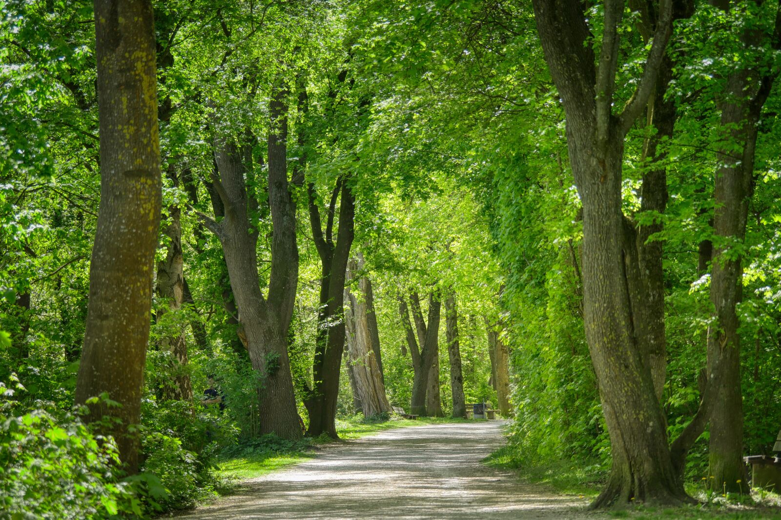 Panasonic Lumix DMC-GX8 sample photo. Forest, park, away photography