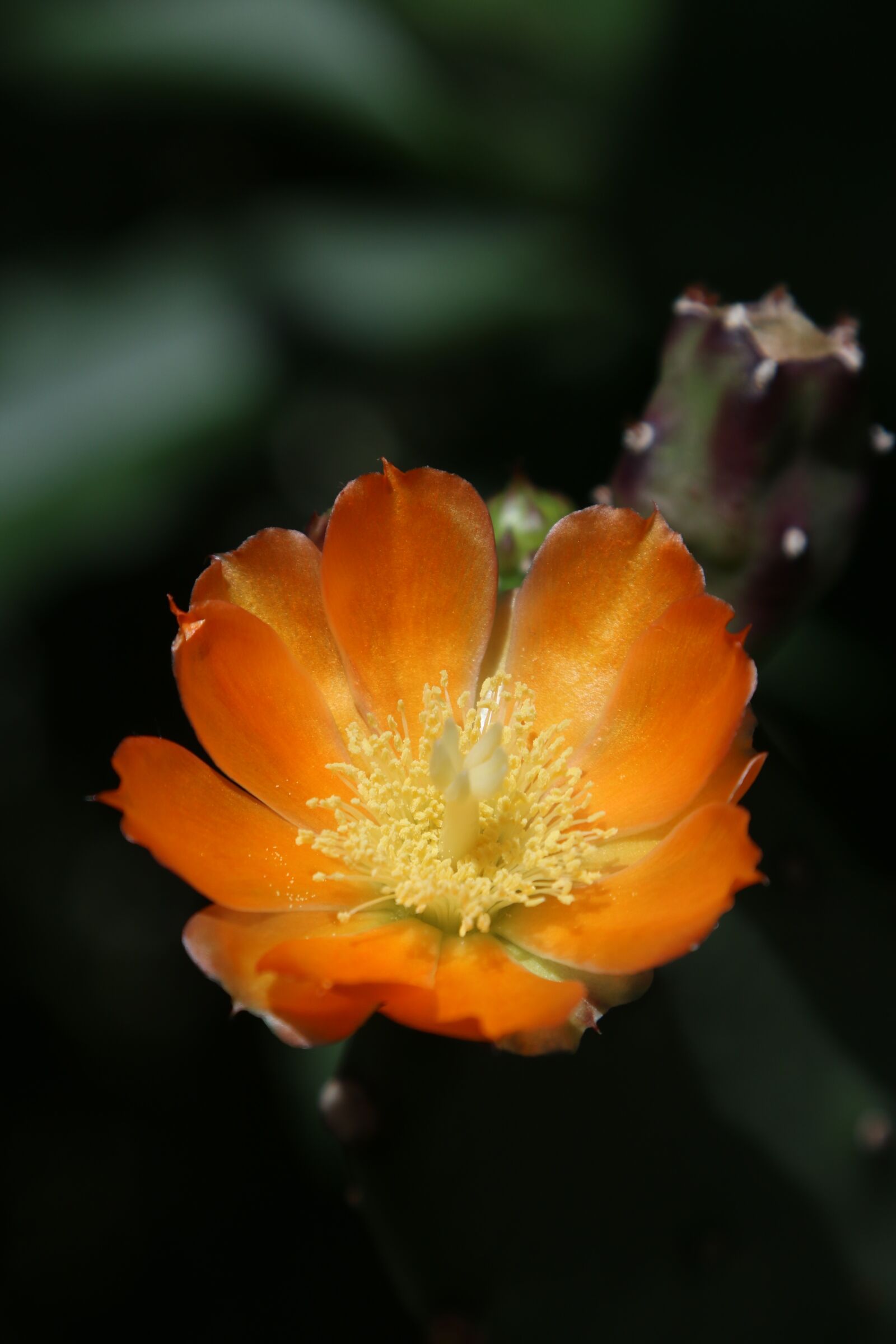 Canon EOS 70D + Canon EF 24-105mm F4L IS USM sample photo. Blossom, bloom, flower photography