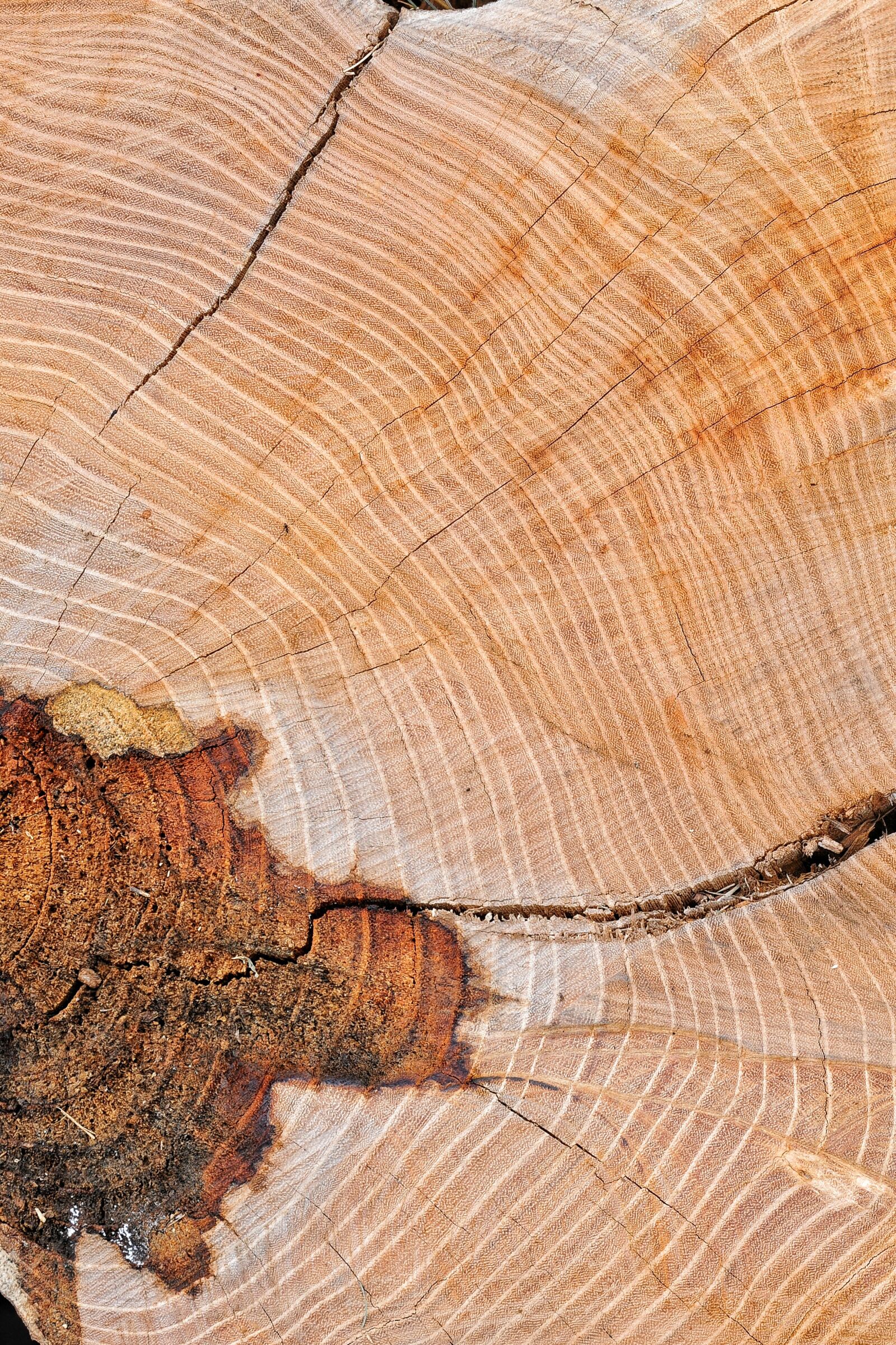 Nikon D700 sample photo. Wood, texture, node photography