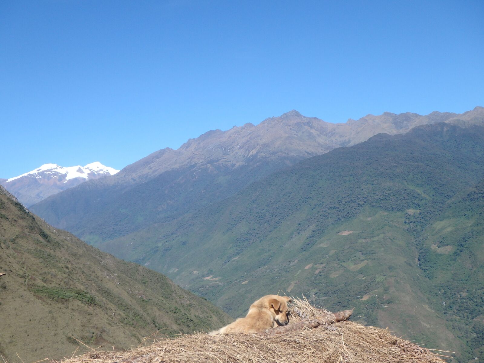 Olympus TG-850 sample photo. Dog, hills, mountain photography