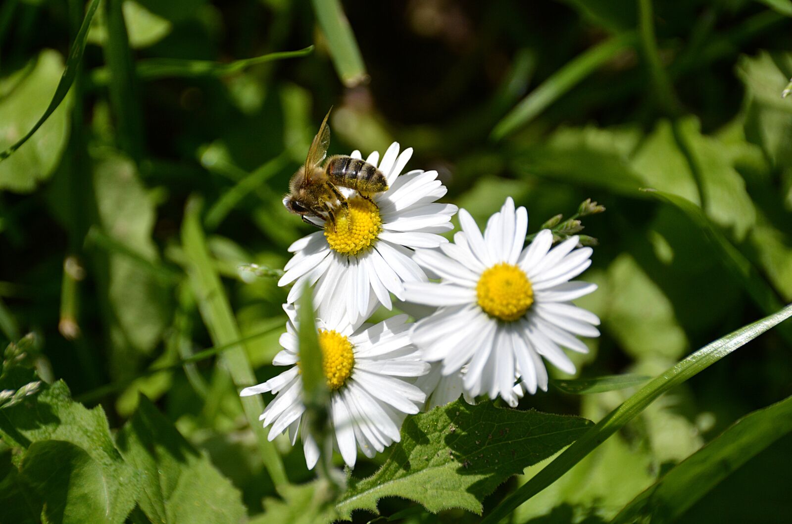 Nikon D5200 sample photo. Marguerite, bee, white flowers photography