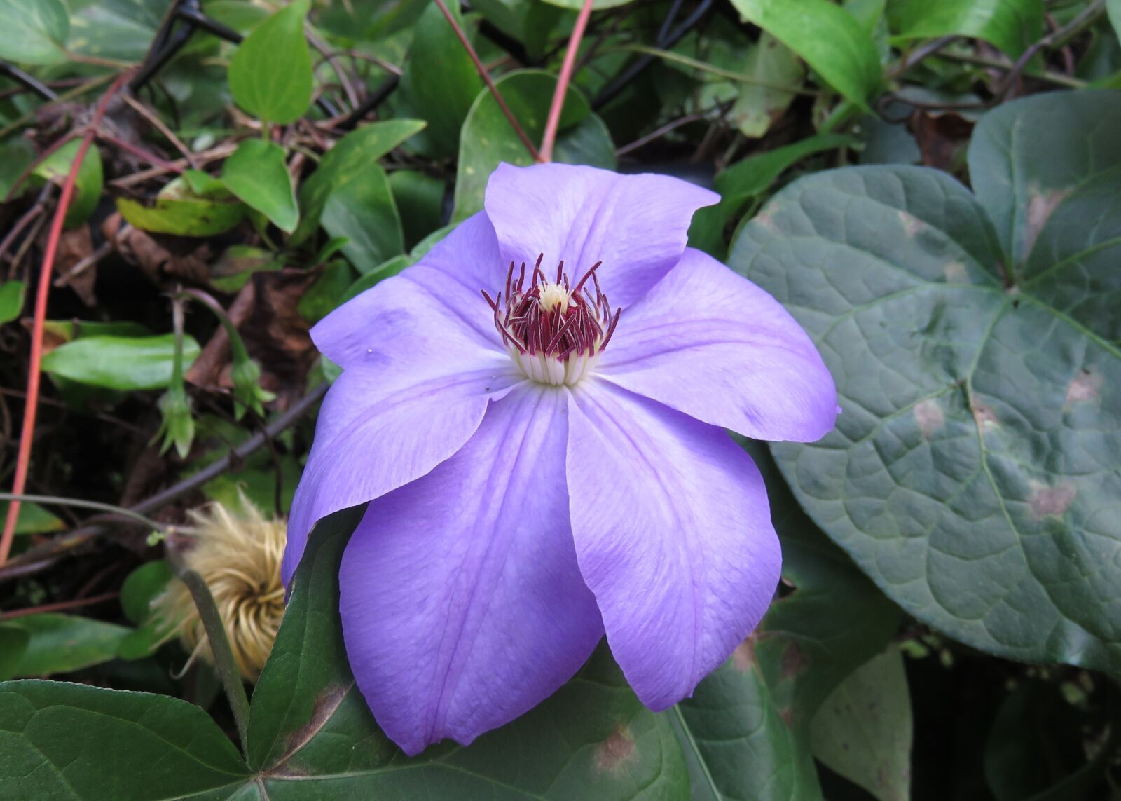 Clematis &s;Multi Blue&s; (EL) clematis &s;Multi Blue&s; Climber Wall Shrub/RHS 