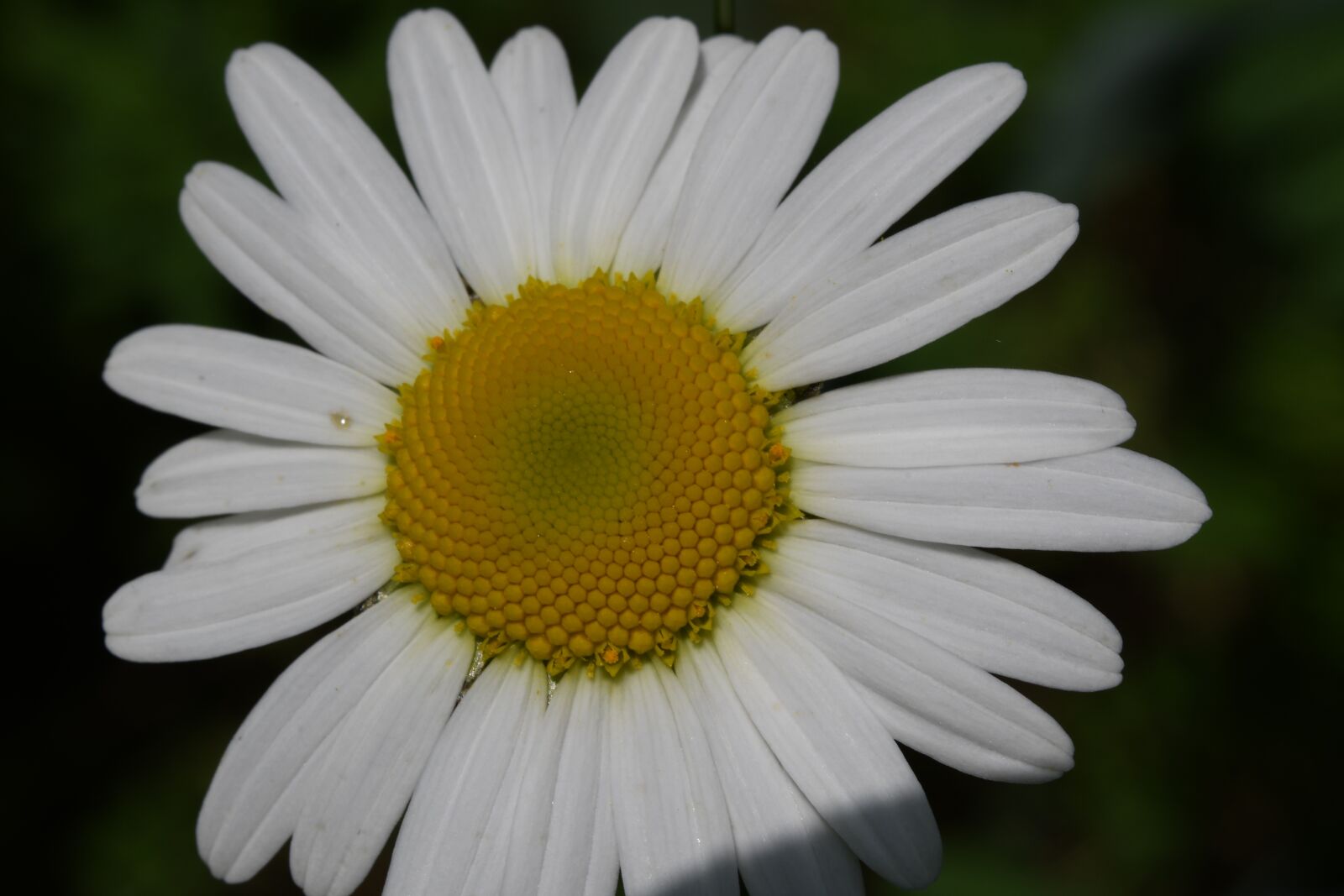 Nikon D7500 sample photo. Margaret, prato, flower photography