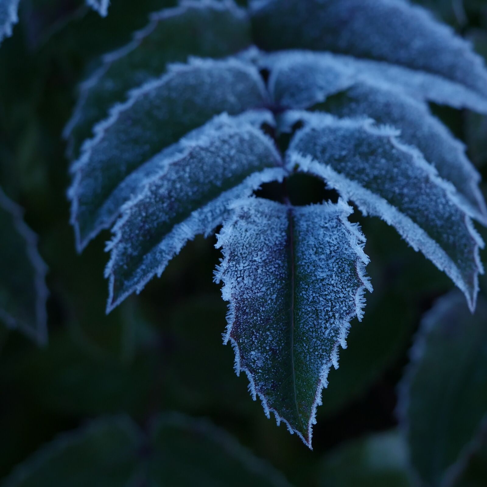 Panasonic Lumix DMC-GH4 sample photo. Frozen, frost, ice photography