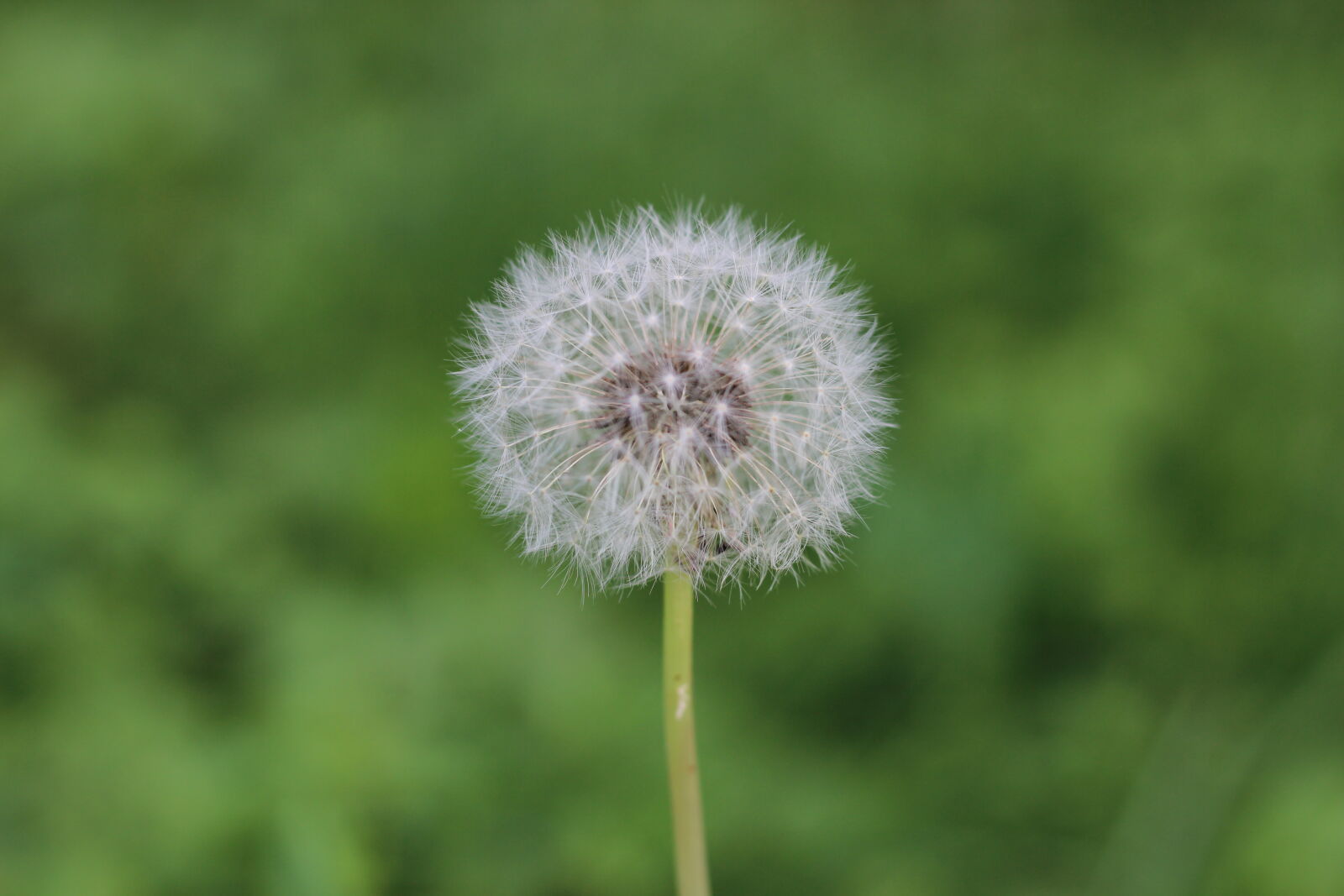 Canon EOS 600D (Rebel EOS T3i / EOS Kiss X5) + Canon EF 50mm F1.8 STM sample photo. Beautiful, flowers, colorful, dandelion photography
