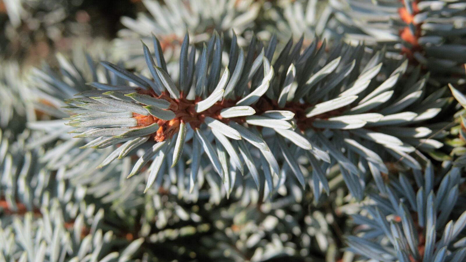 Canon PowerShot SX50 HS sample photo. Spruce, macro, nature photography