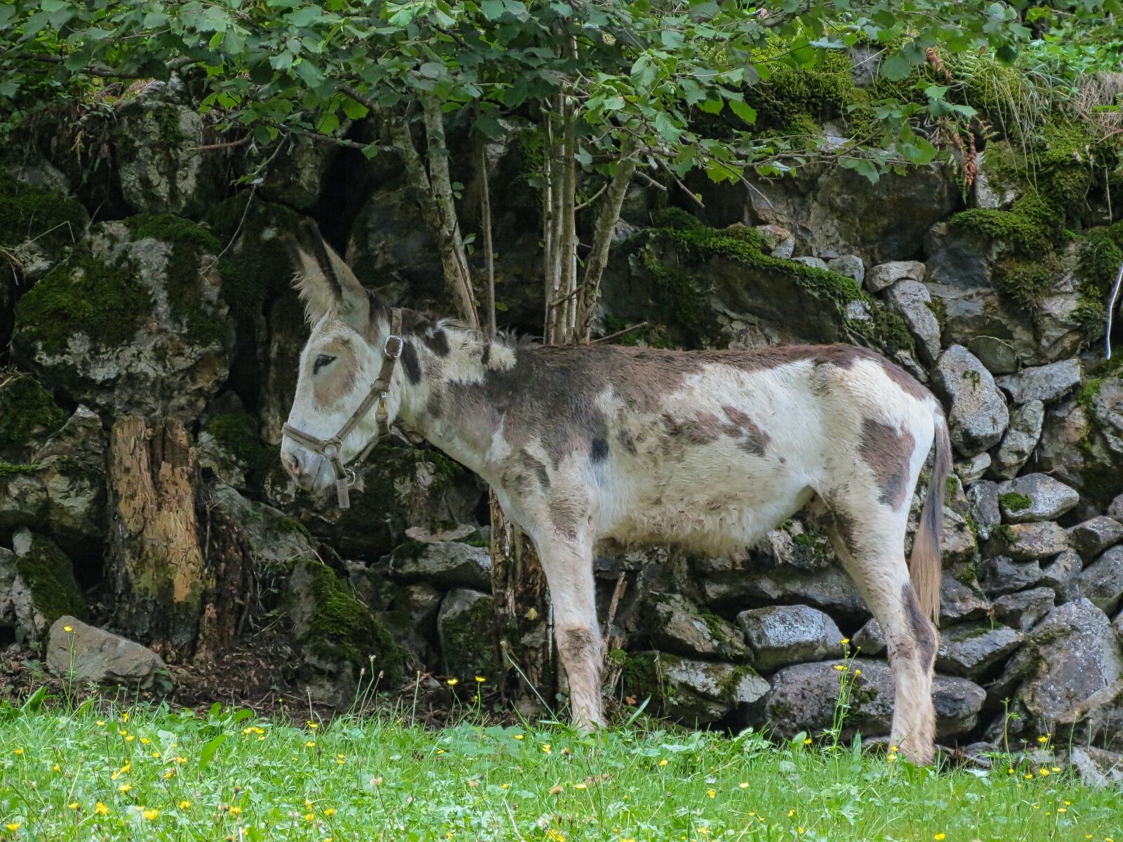 Canon PowerShot SX40 HS sample photo. Quiet, animal, mammal photography