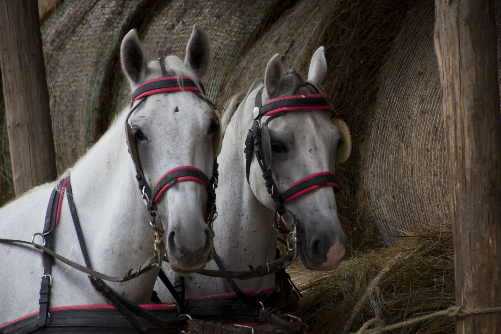 Canon EOS 60D sample photo. Hungary, horse, horses photography