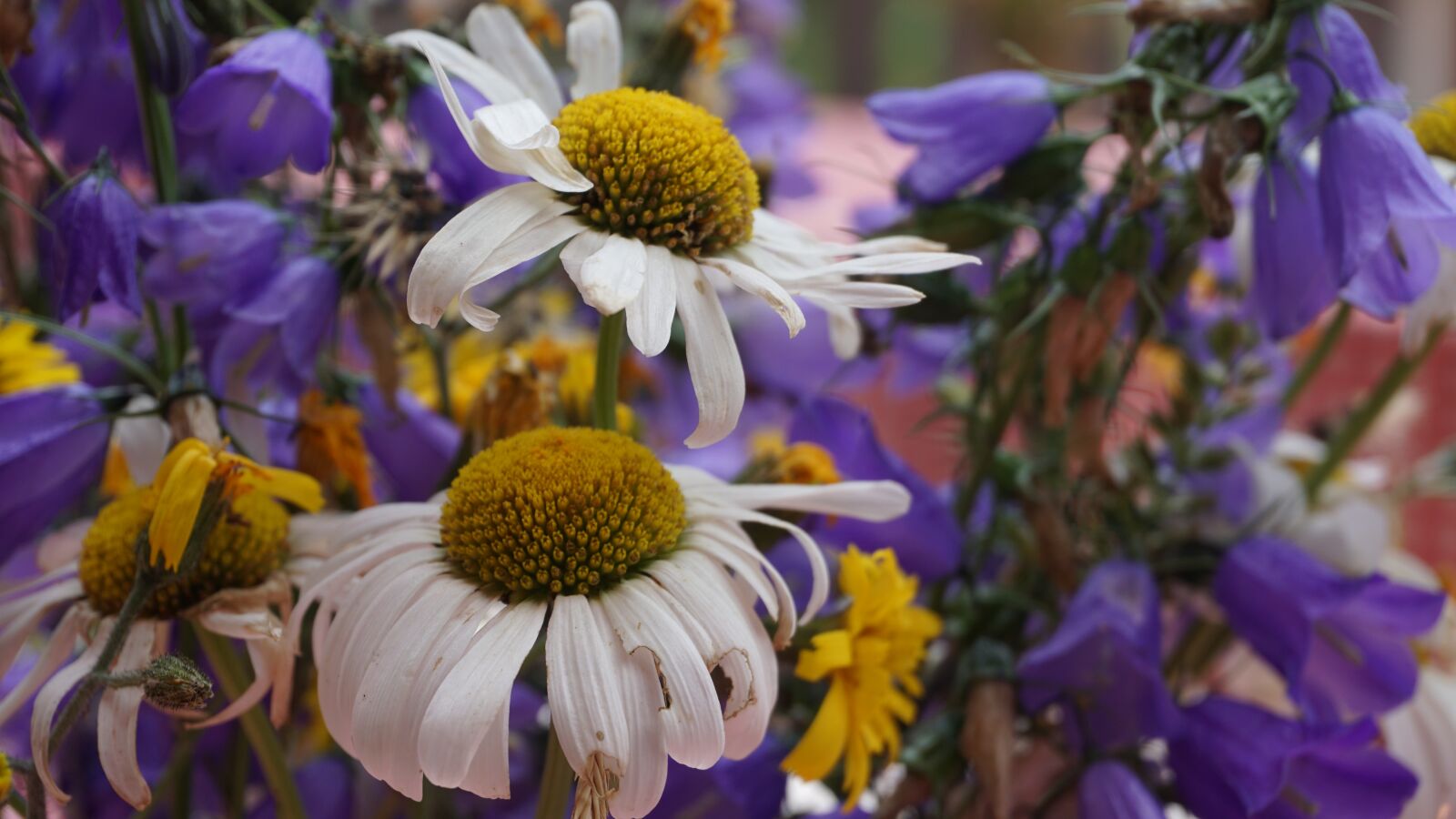 Sony E 16-50mm F3.5-5.6 PZ OSS sample photo. Flowers, old, vintage photography