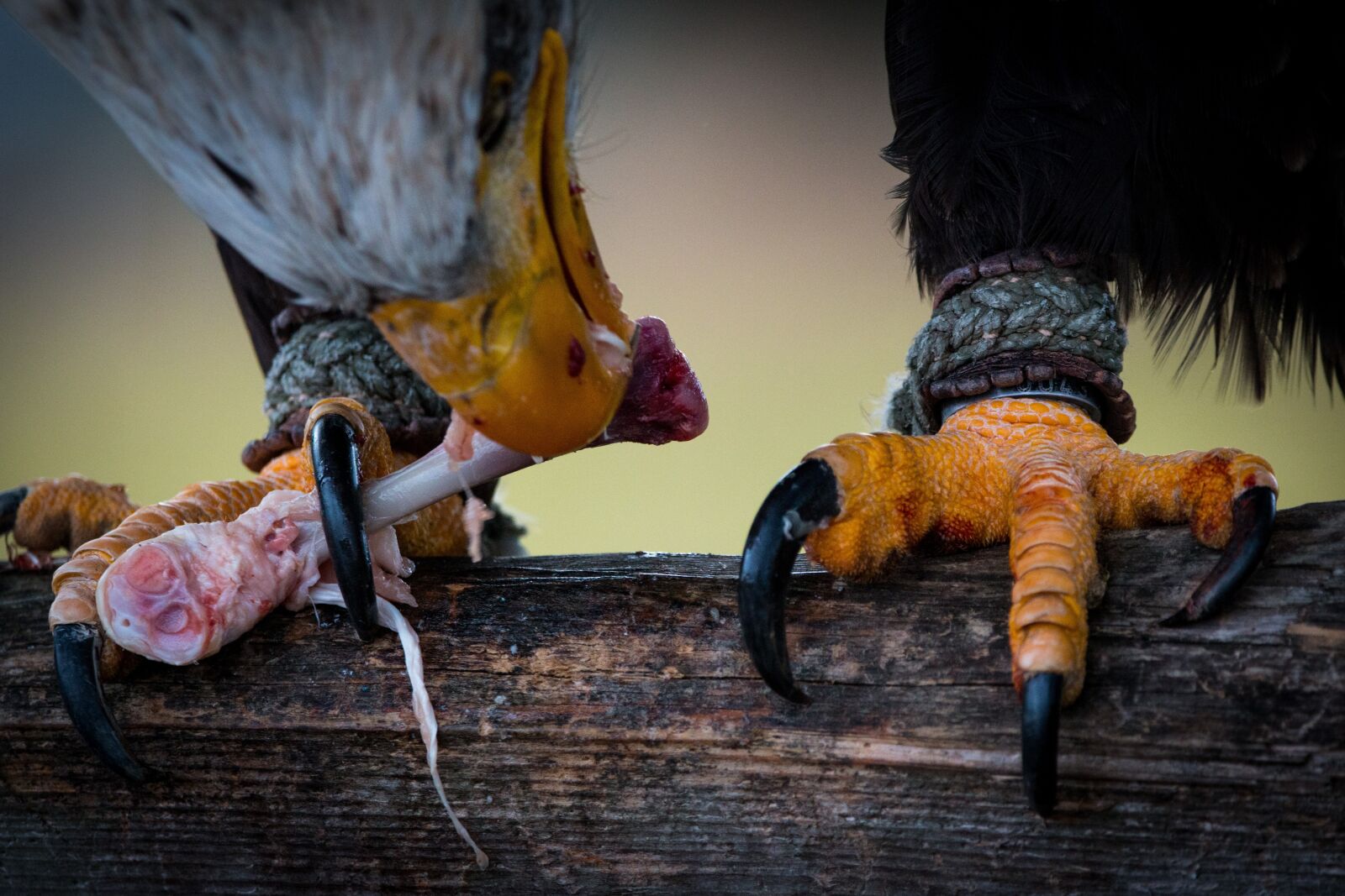150-600mm F5-6.3 DG OS HSM | Contemporary 015 sample photo. Bald eagle, prey, haliaeetus photography