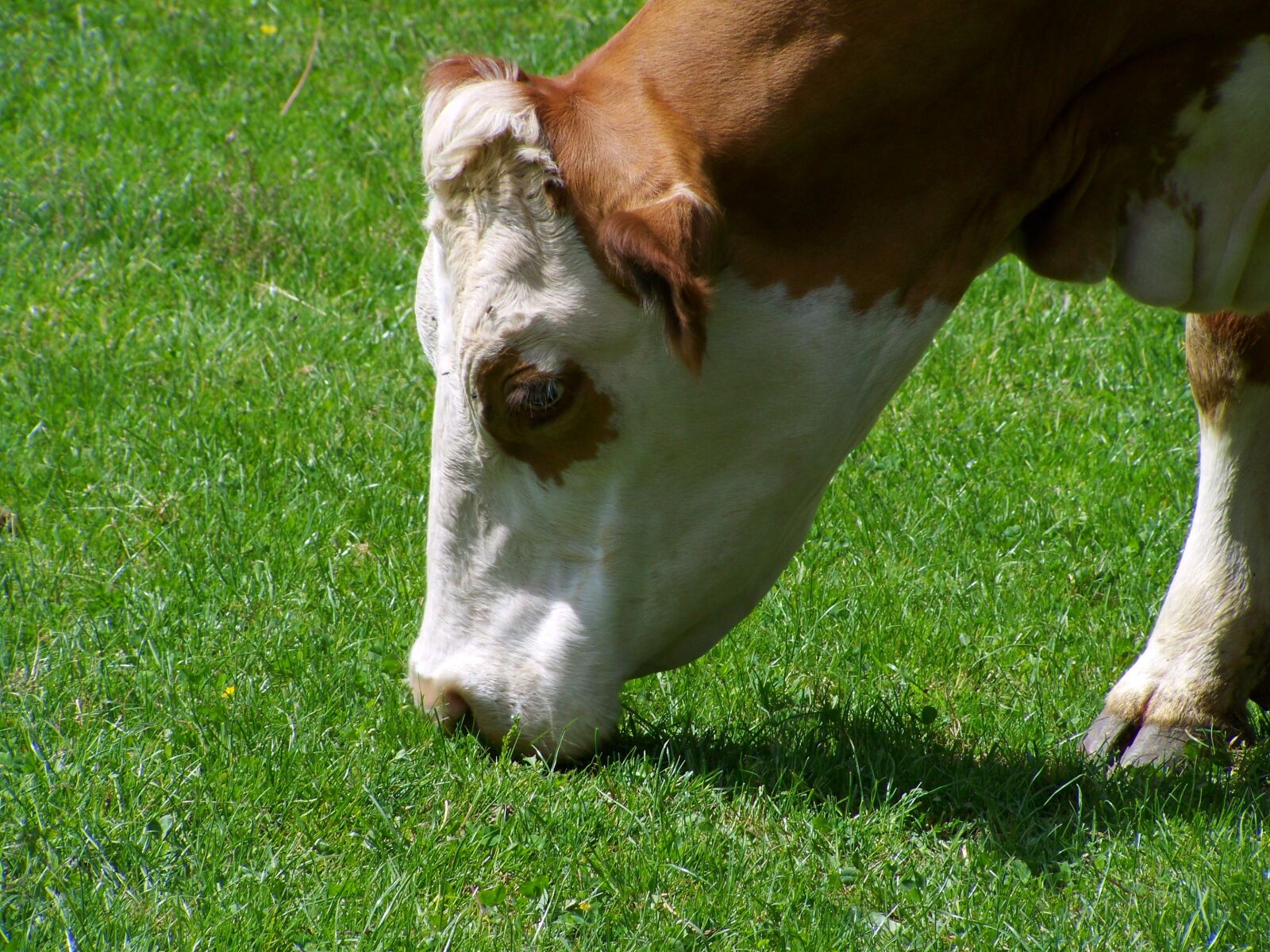 Kodak EASYSHARE ZD710 ZOOM DIGITAL CAMERA sample photo. Cow portrait, browse, brown photography