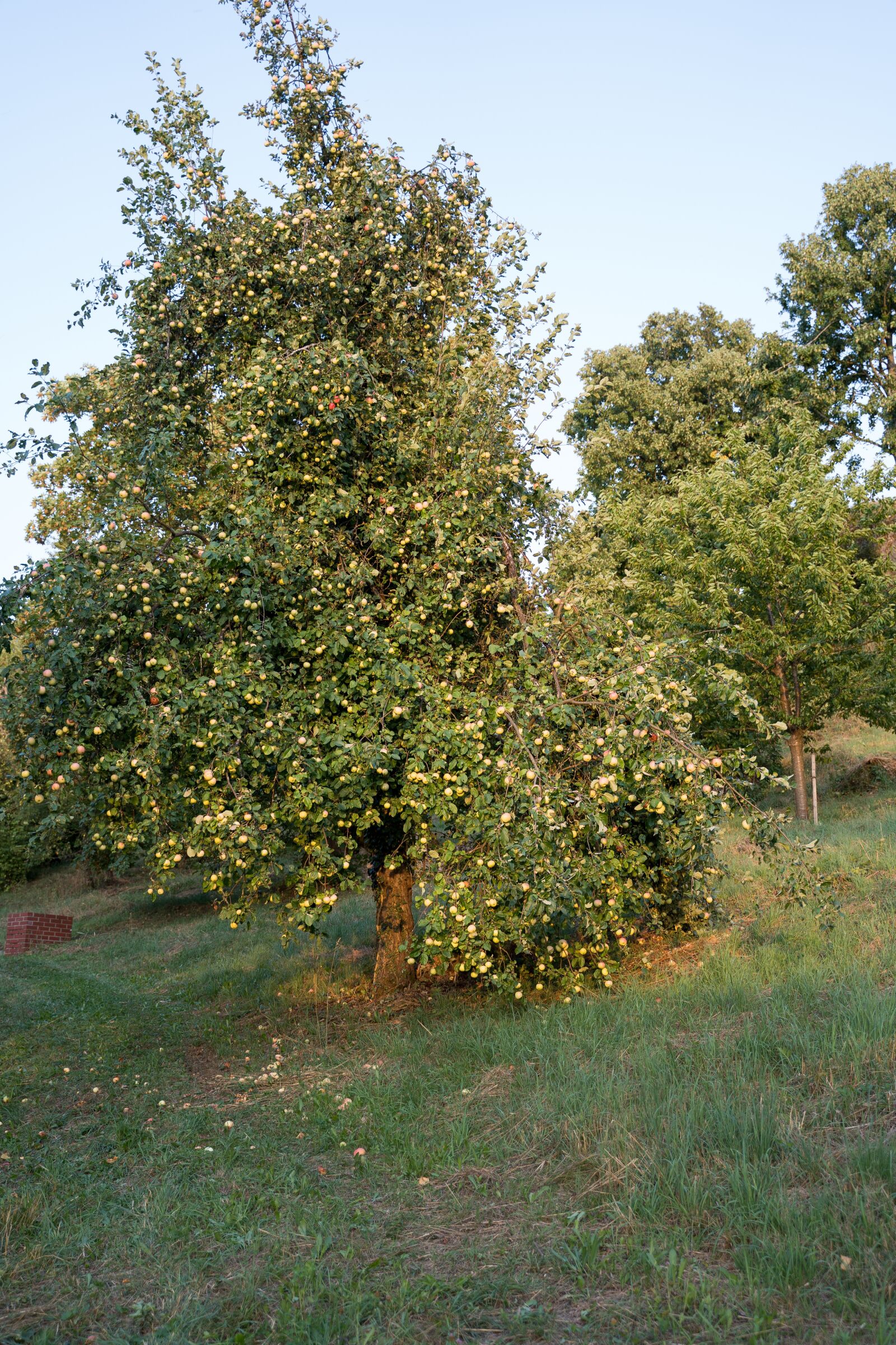 Sony a7 III sample photo. Apple tree, tree, apple photography