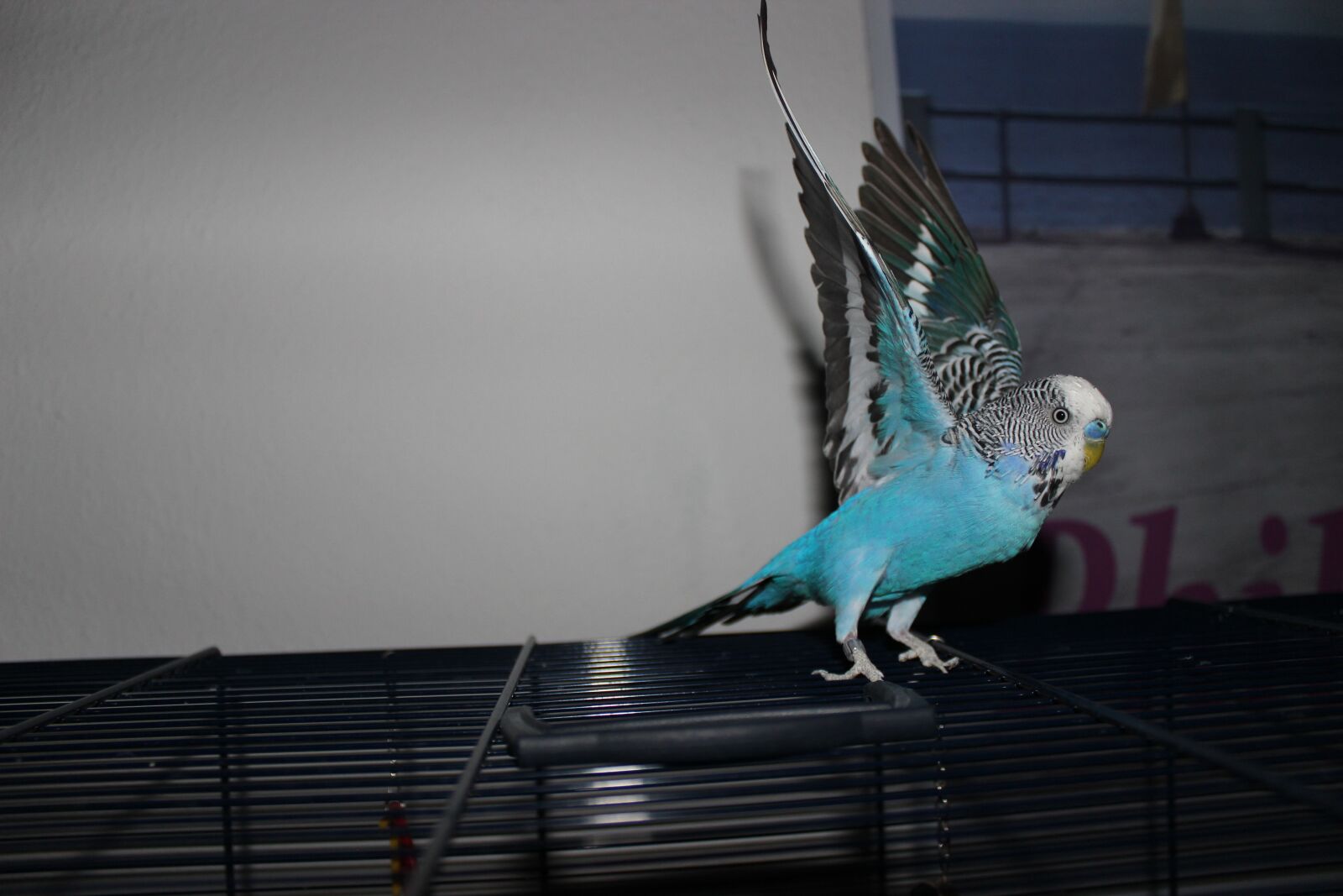 Canon EOS 600D (Rebel EOS T3i / EOS Kiss X5) sample photo. Bird, budgie, feather photography
