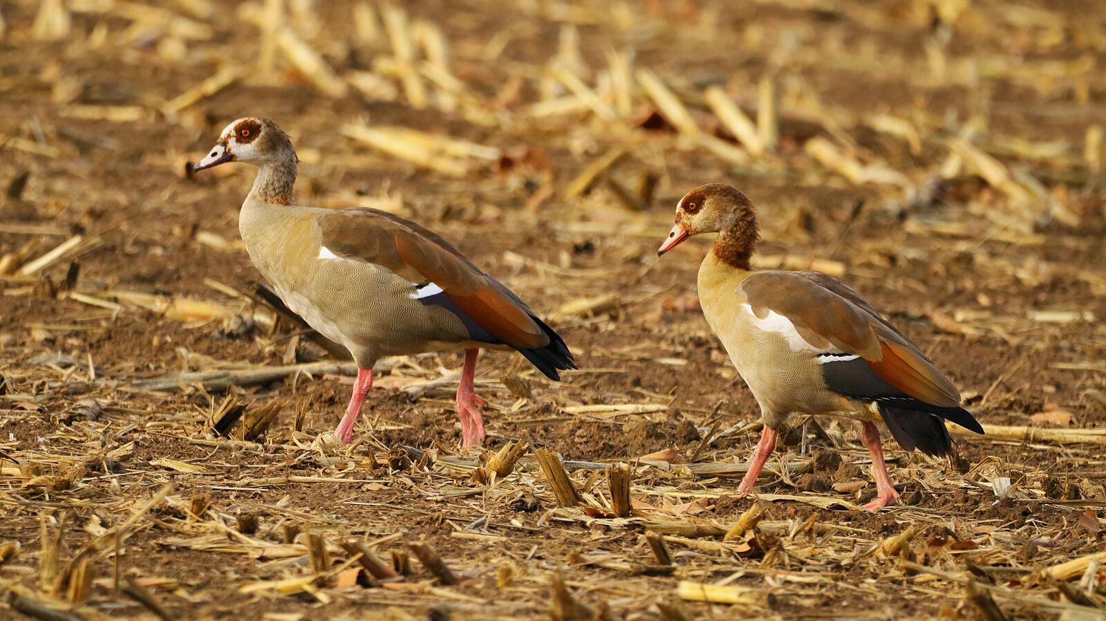 150-600mm F5-6.3 DG OS HSM | Contemporary 015 sample photo. Nilgans, wild goose, geese photography