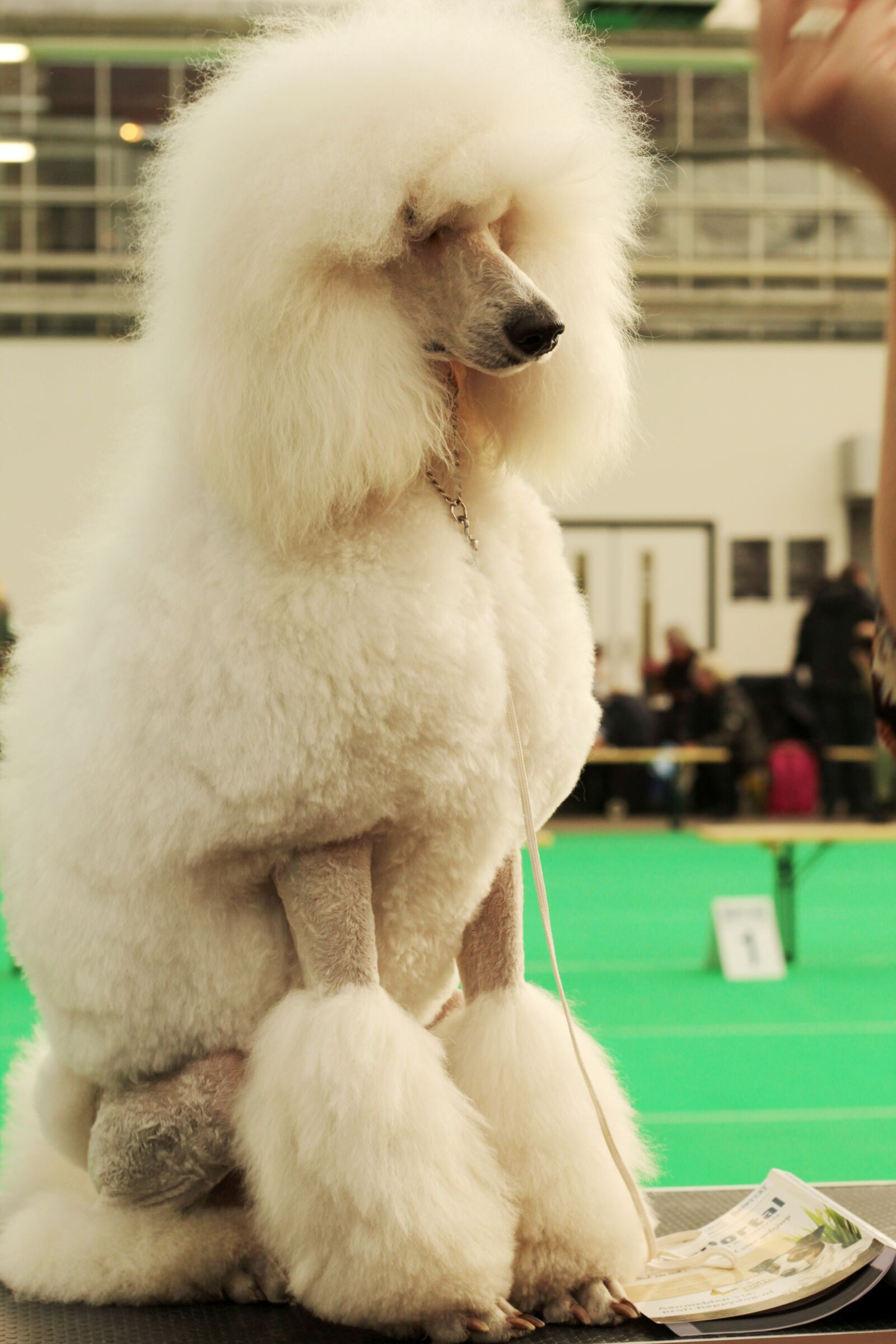 Canon EOS 600D (Rebel EOS T3i / EOS Kiss X5) + Canon EF 50mm F1.8 STM sample photo. Dog pet, model, fashion photography