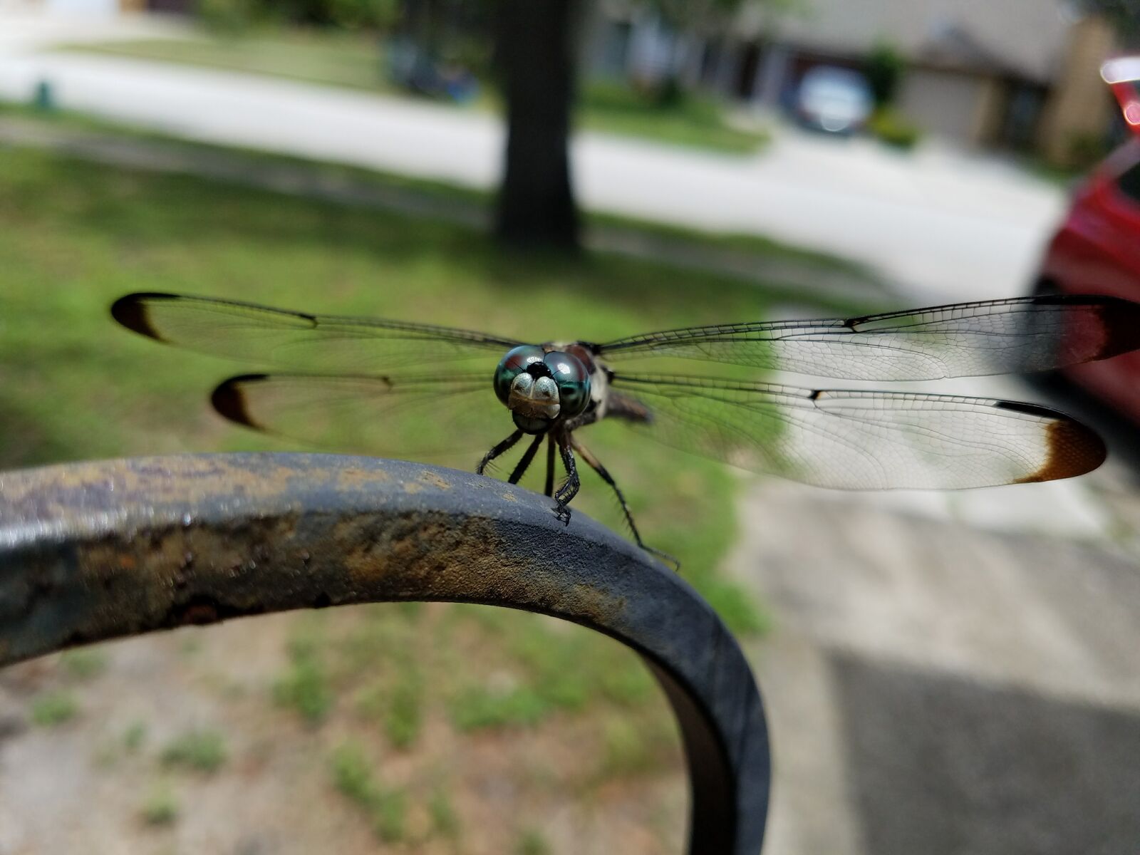Samsung Galaxy S7 sample photo. Dragonfly, insect, wings photography
