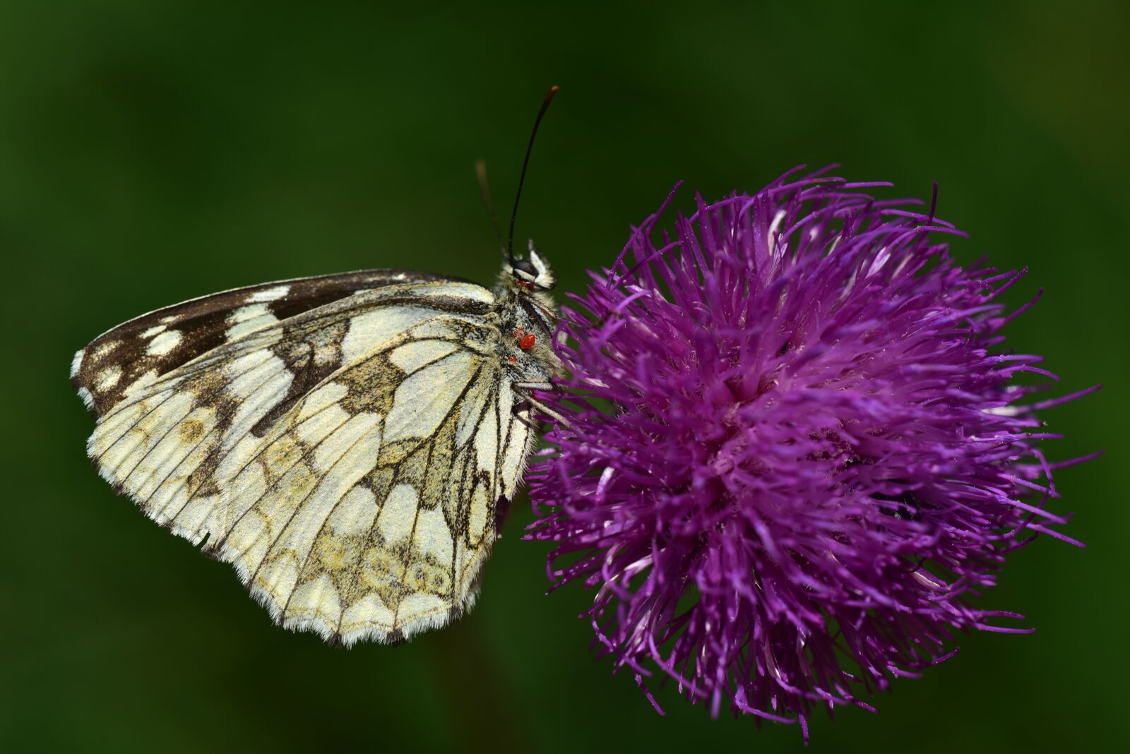 Nikon D750 sample photo. Checkered butterfly, butterfly, insect photography