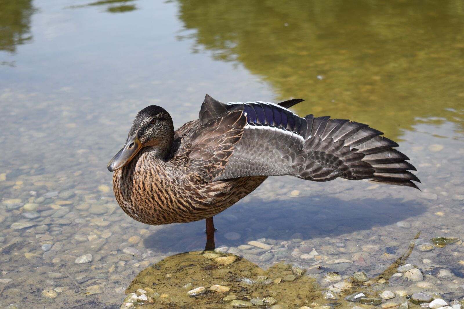 Nikon D3300 sample photo. Duck, poultry, water bird photography