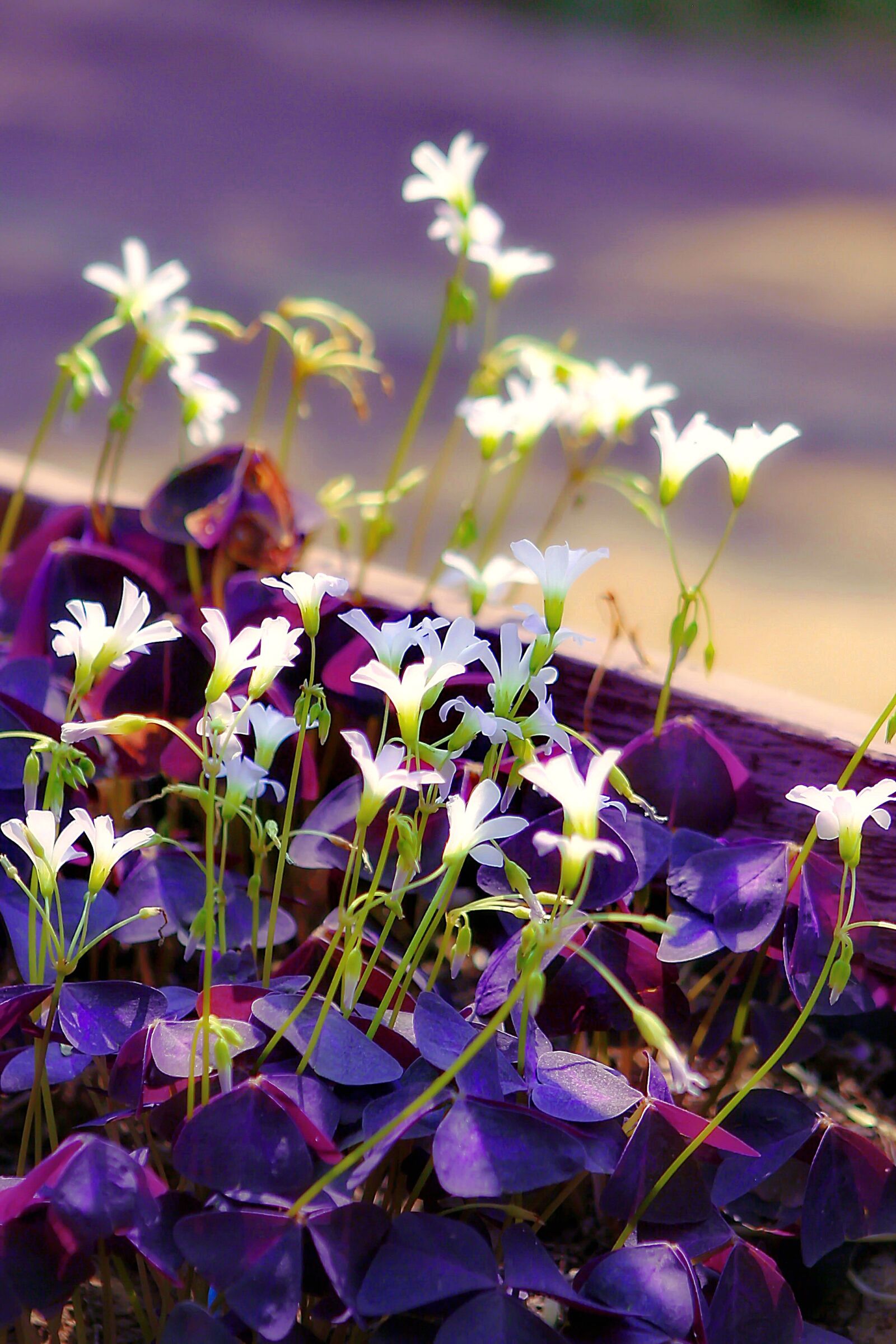 Canon EOS 40D sample photo. Flowers, flower butterfly wings photography