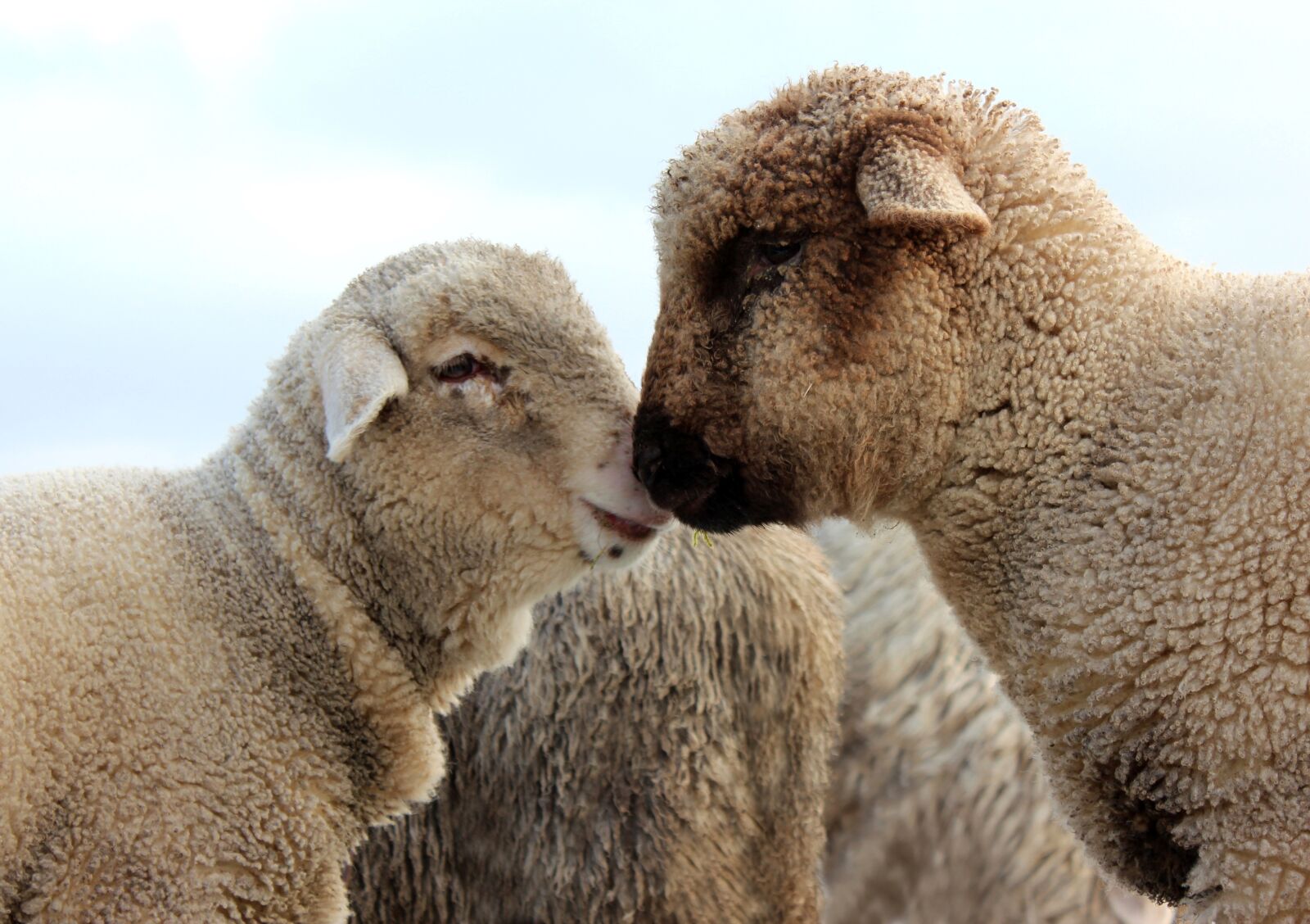 Canon EOS 600D (Rebel EOS T3i / EOS Kiss X5) sample photo. Sheep, lamb, farm photography