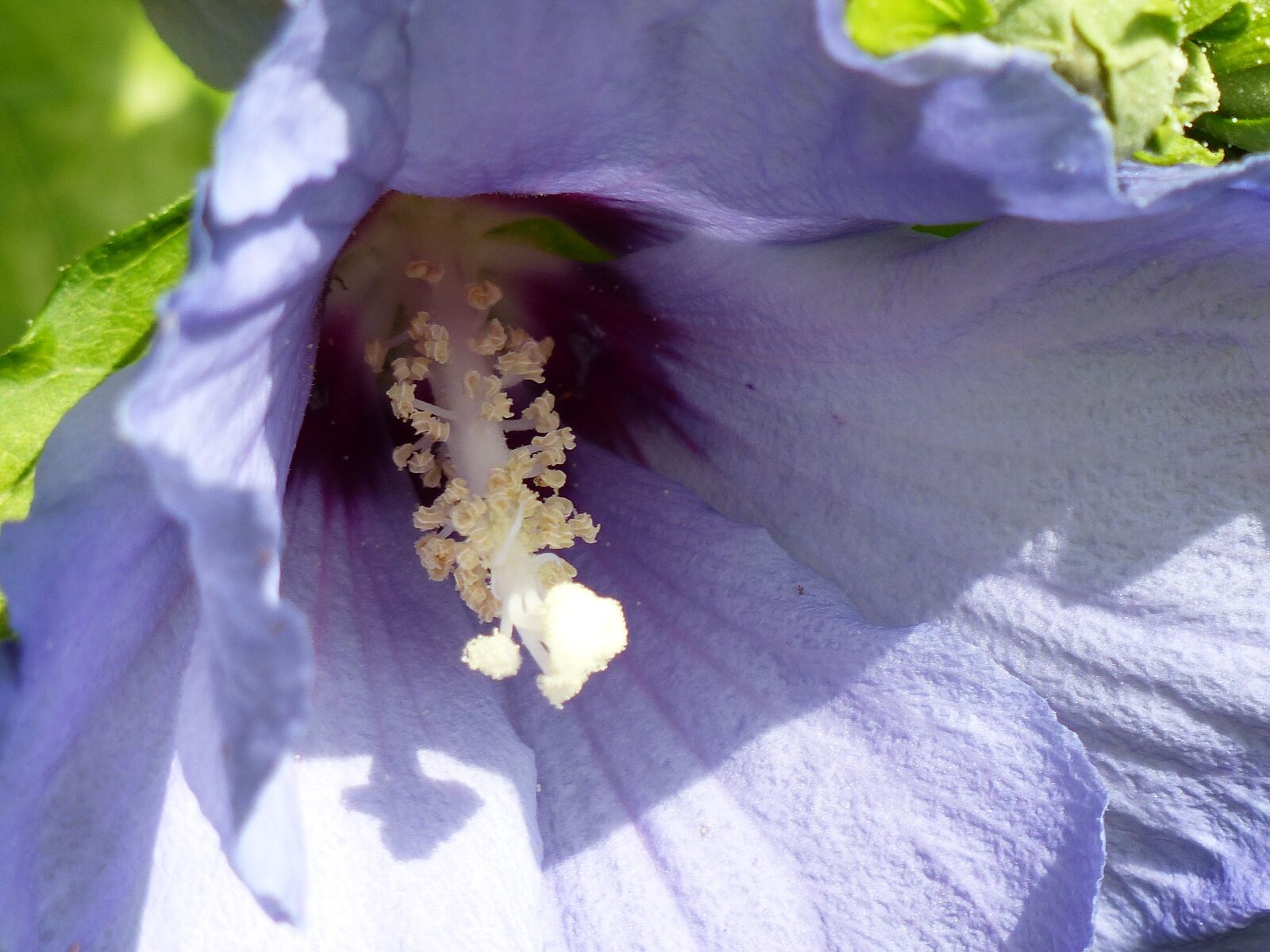 Panasonic Lumix DMC-FZ200 sample photo. Mallow, flowers, flora photography