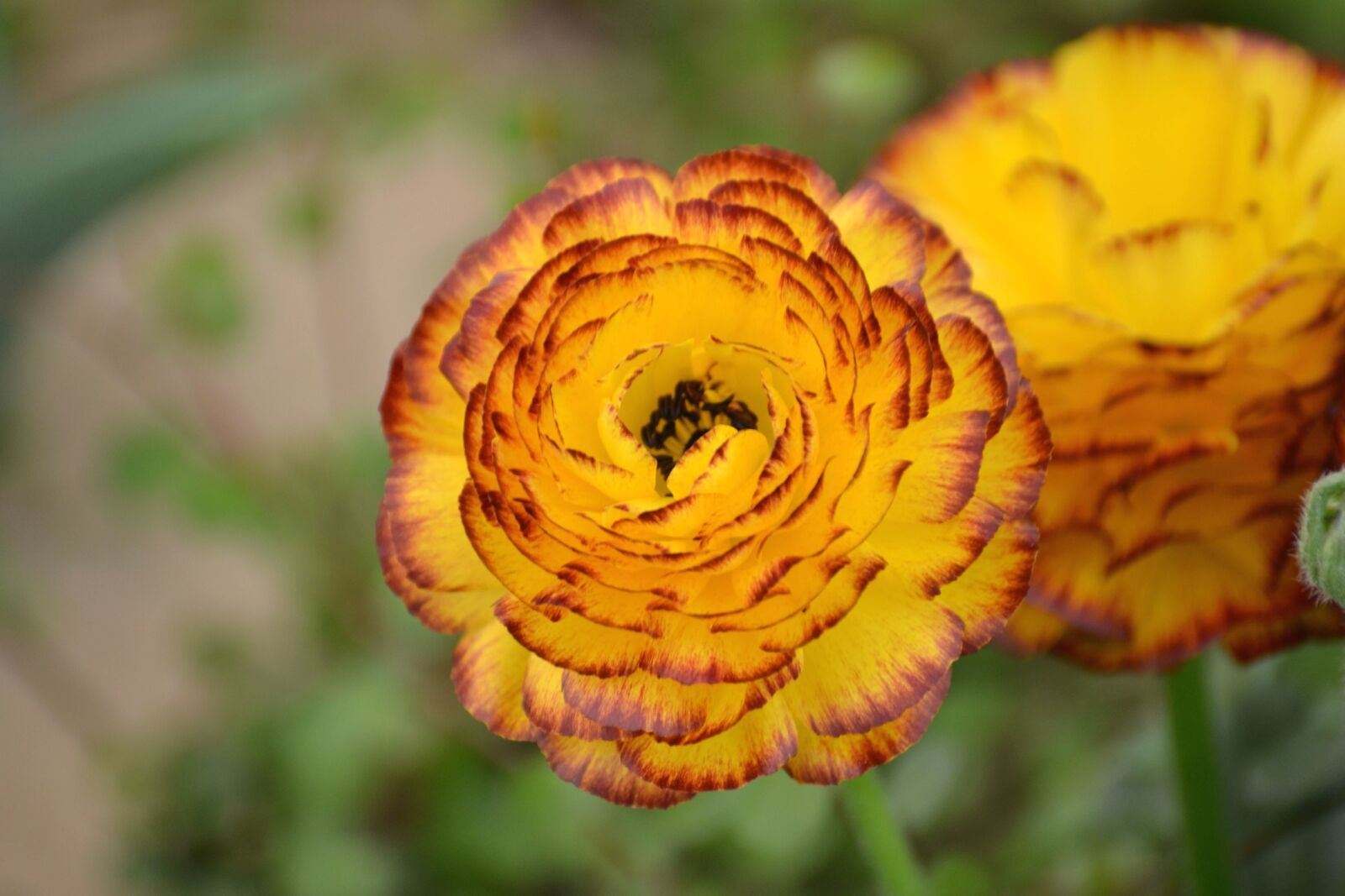 Nikon D3100 sample photo. Vegetation, summer, yellow, blossom photography