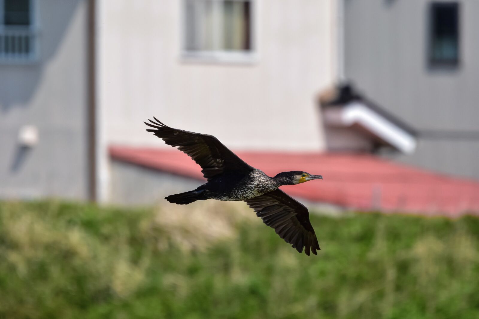 Nikon D7200 sample photo. Animal, river, building photography
