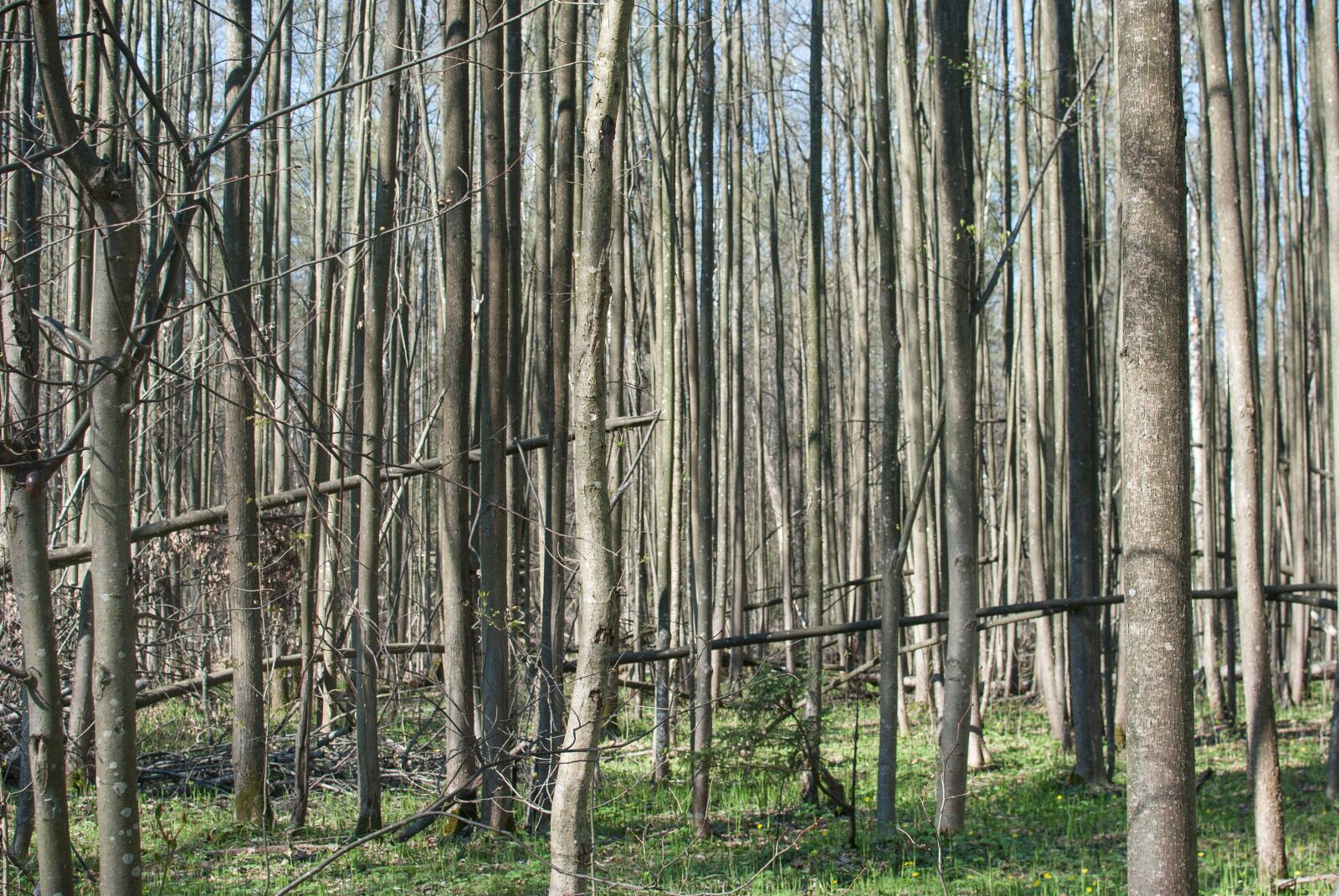 Nikon D3000 sample photo. Forest, trees, nature photography