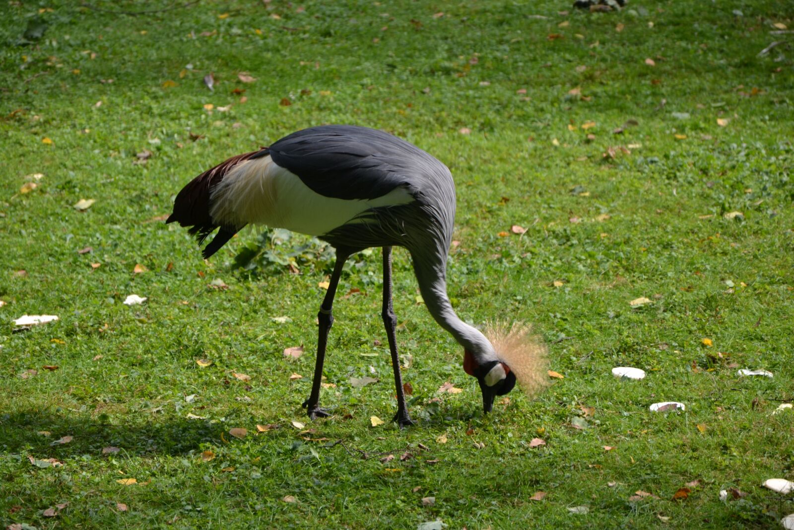 Nikon D3100 sample photo. Animal, animal world, bird photography