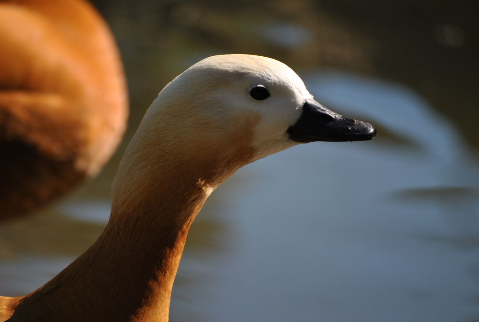 Nikon D3000 sample photo. Animal, zoo, duck photography