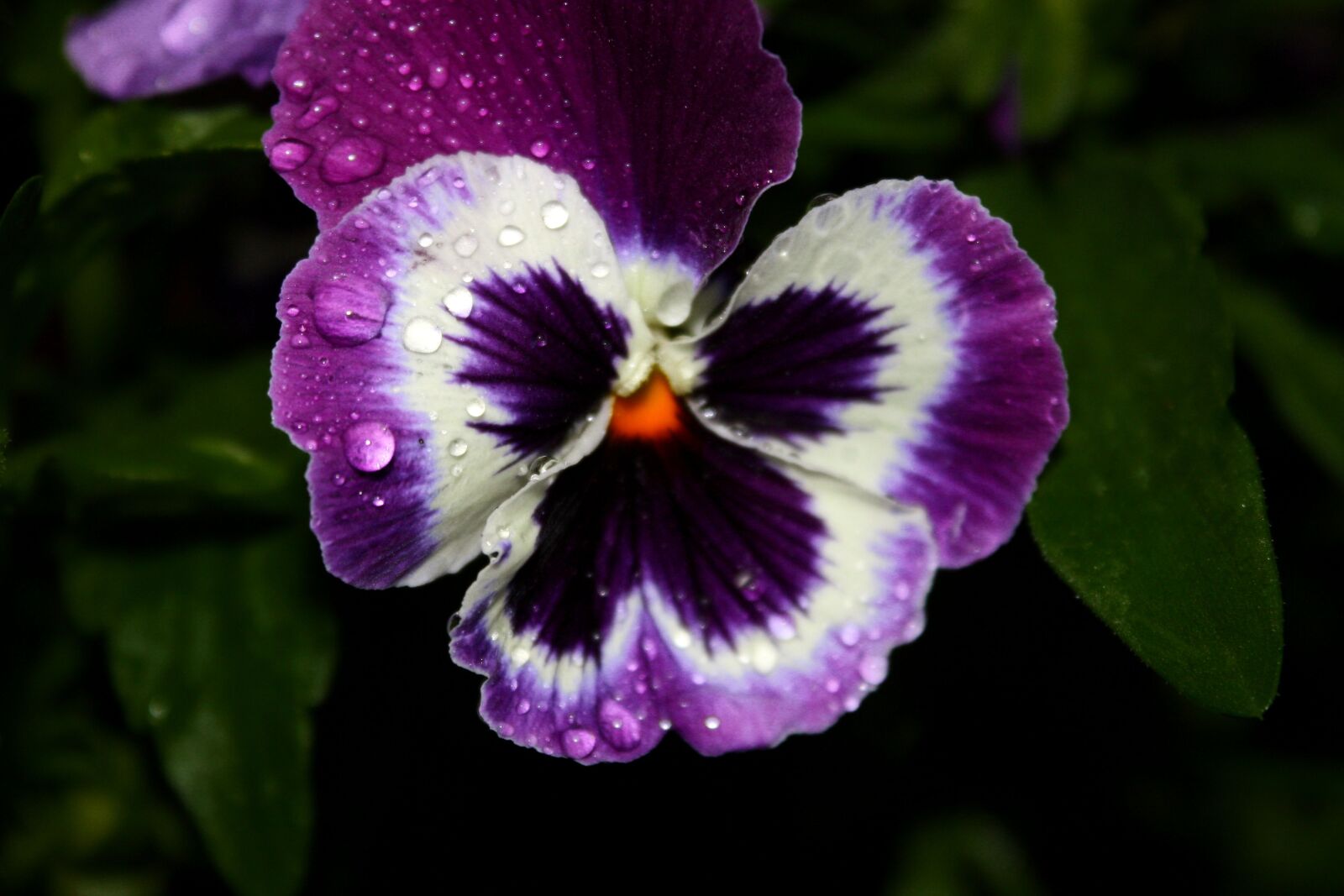 Canon EOS 450D (EOS Rebel XSi / EOS Kiss X2) sample photo. Flower, pansy, violet photography