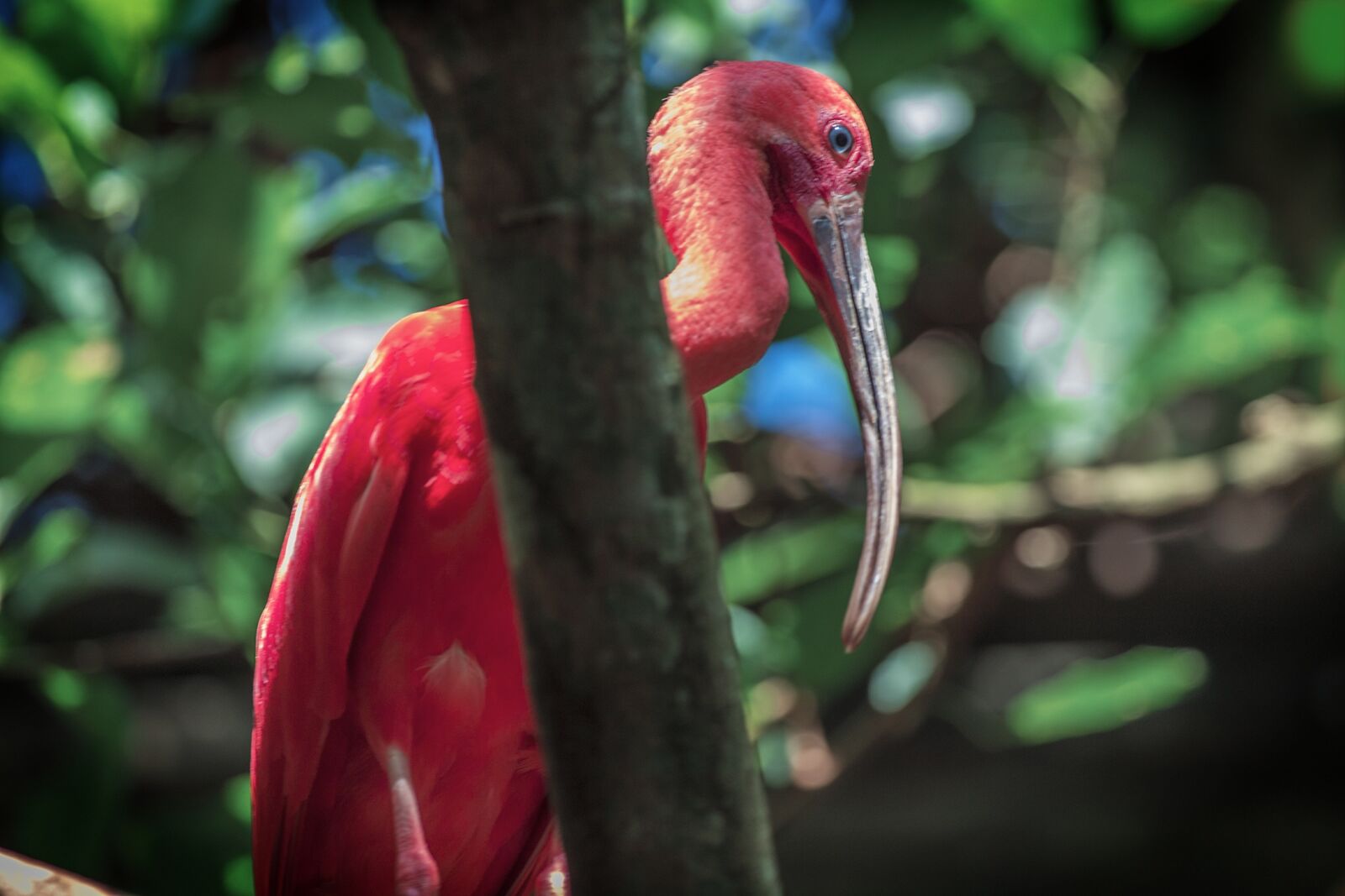 Canon EOS 60D sample photo. Animals, birds, nature photography