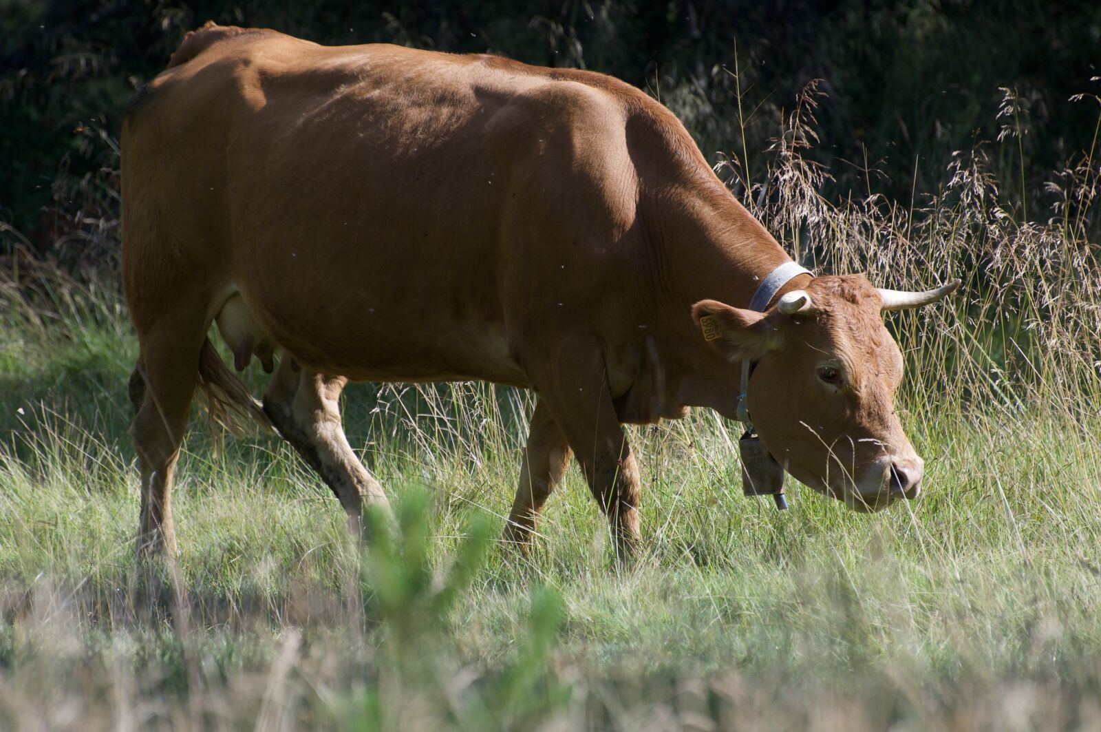 Nikon D300 sample photo. Nature, baca, animals photography