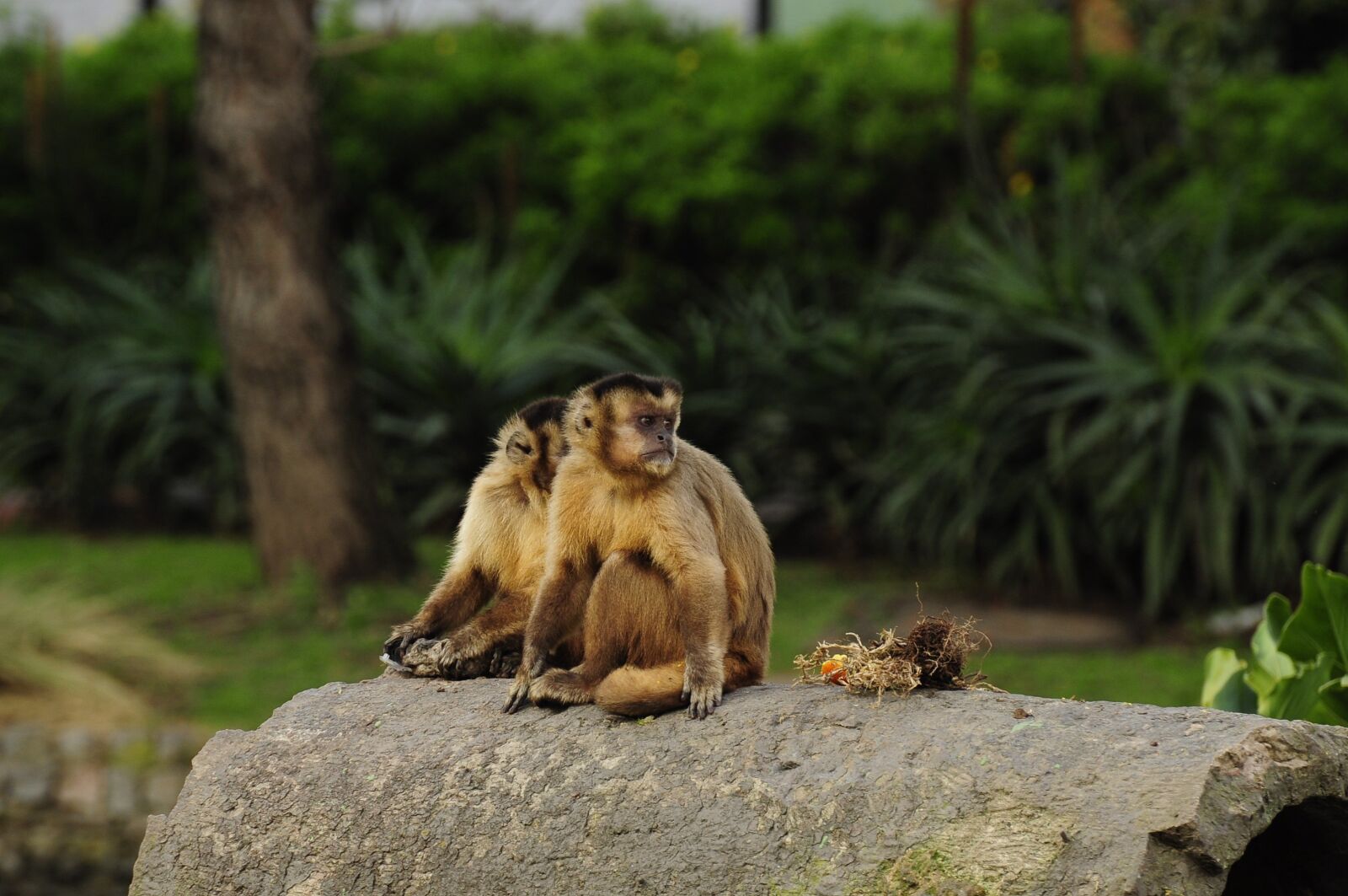 Nikon D90 sample photo. Mono, nature, fauna photography