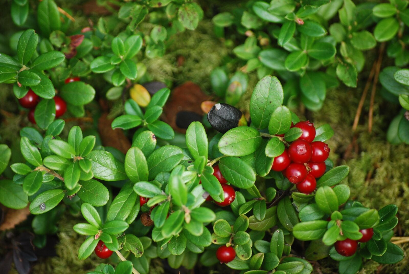Nikon D60 sample photo. Cowberry, forest, plant photography