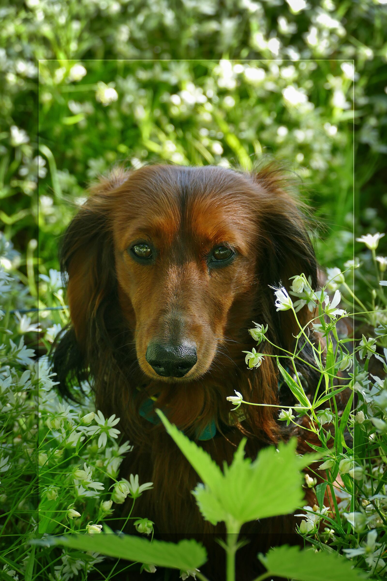 Panasonic Lumix DMC-FZ1000 sample photo. Dachshund, dachshund dog, portrait photography