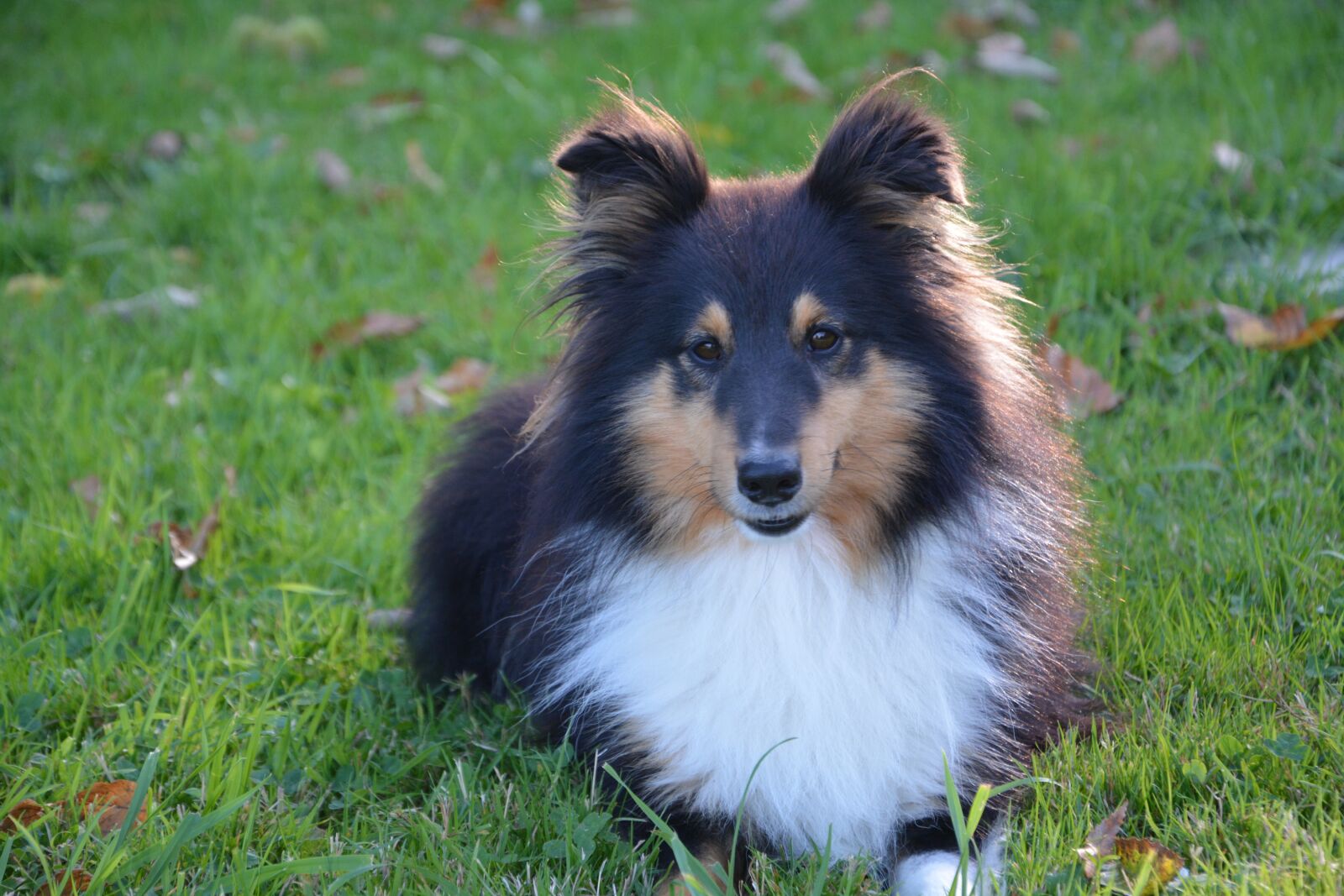 Nikon D5200 sample photo. Dog, pup, dog me photography