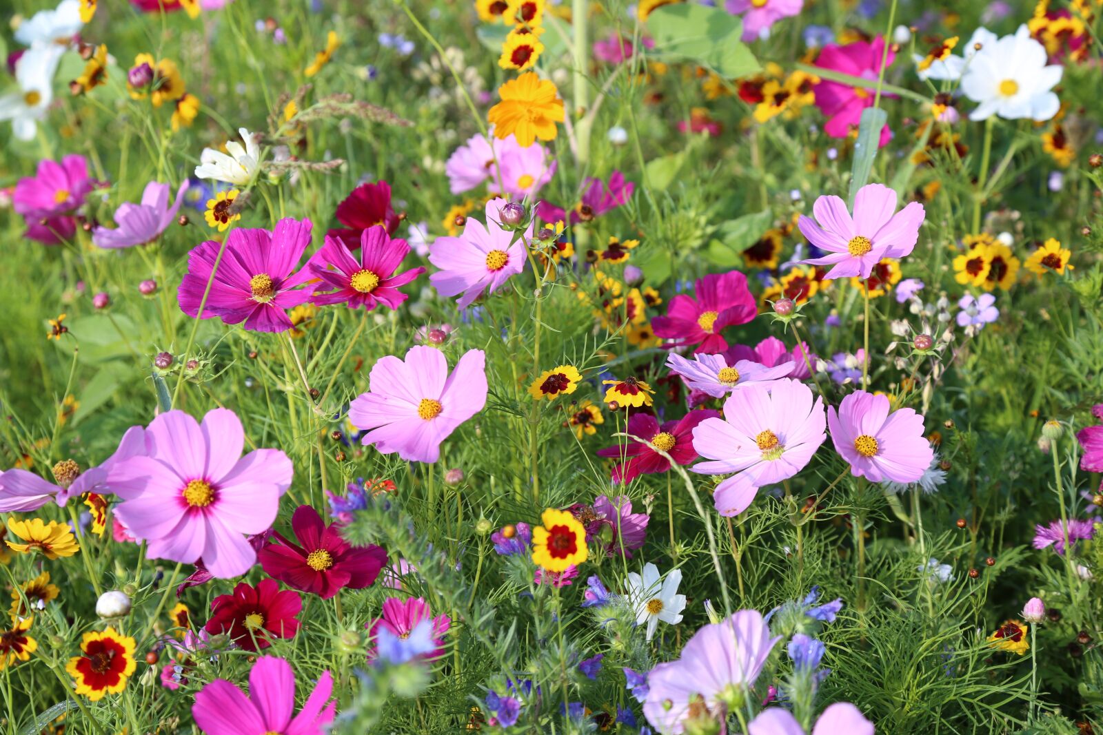 Canon EF 24-105mm F4L IS USM sample photo. Flowers, meadow, flower meadow photography